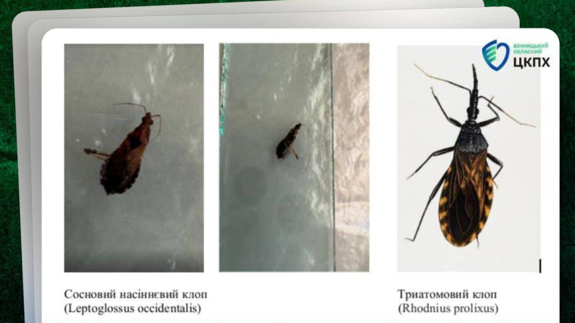 У Вінниці жінку вкусив клоп у секонд-хенді: підозрювали небезпечну хворобу Шагаса