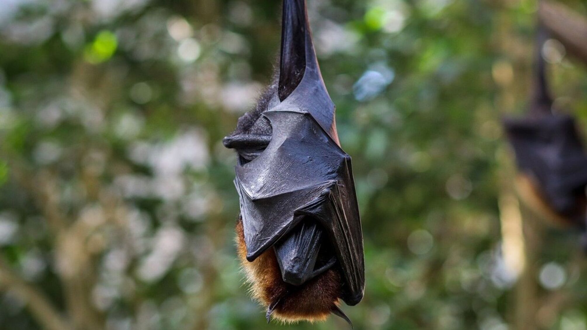 Киевлян призывают закрывать окна: в город массово летят летучие мыши