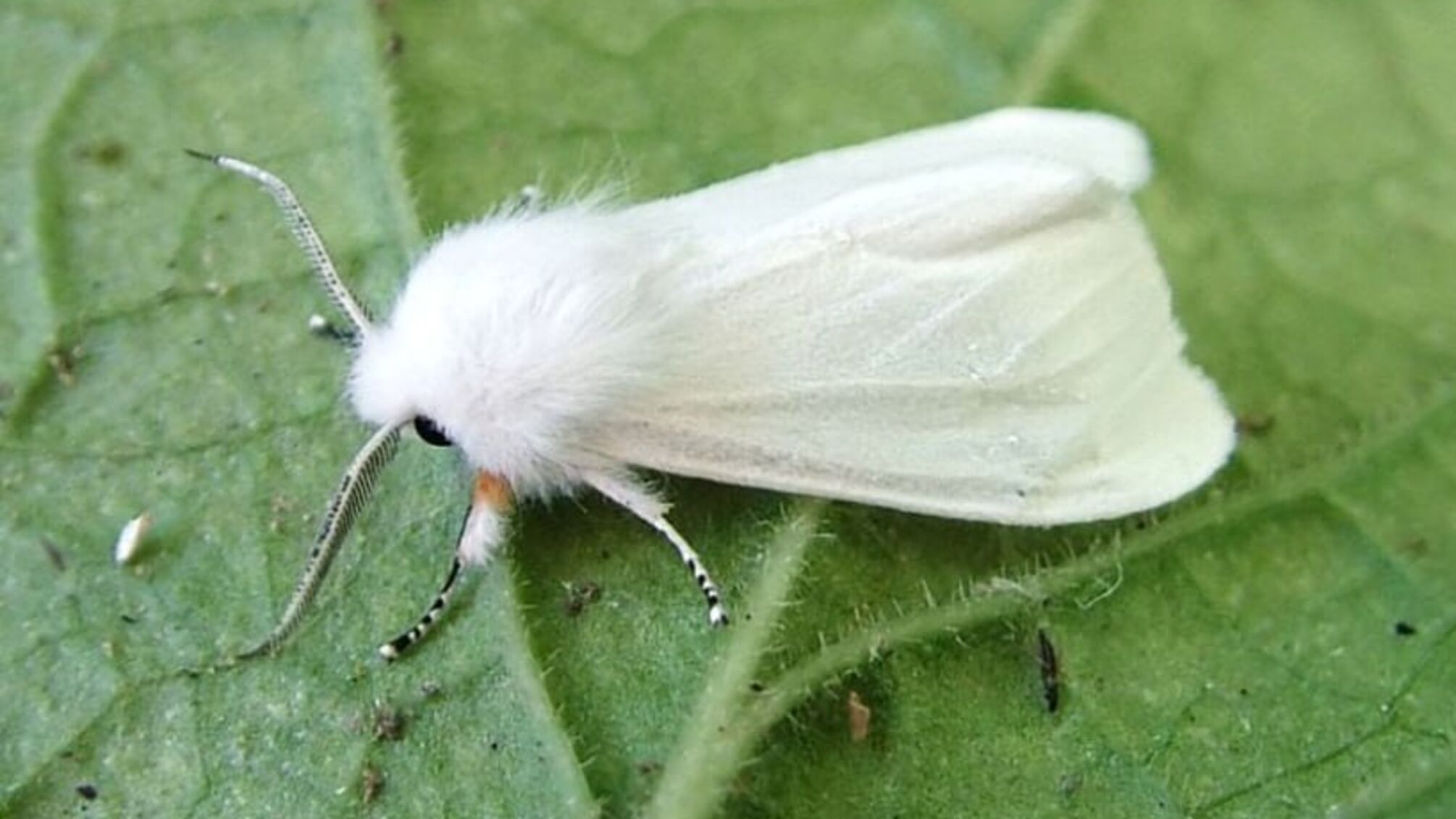 Нове нашестя в Україні: після сарани з’явився небезпечний 'білий метелик'