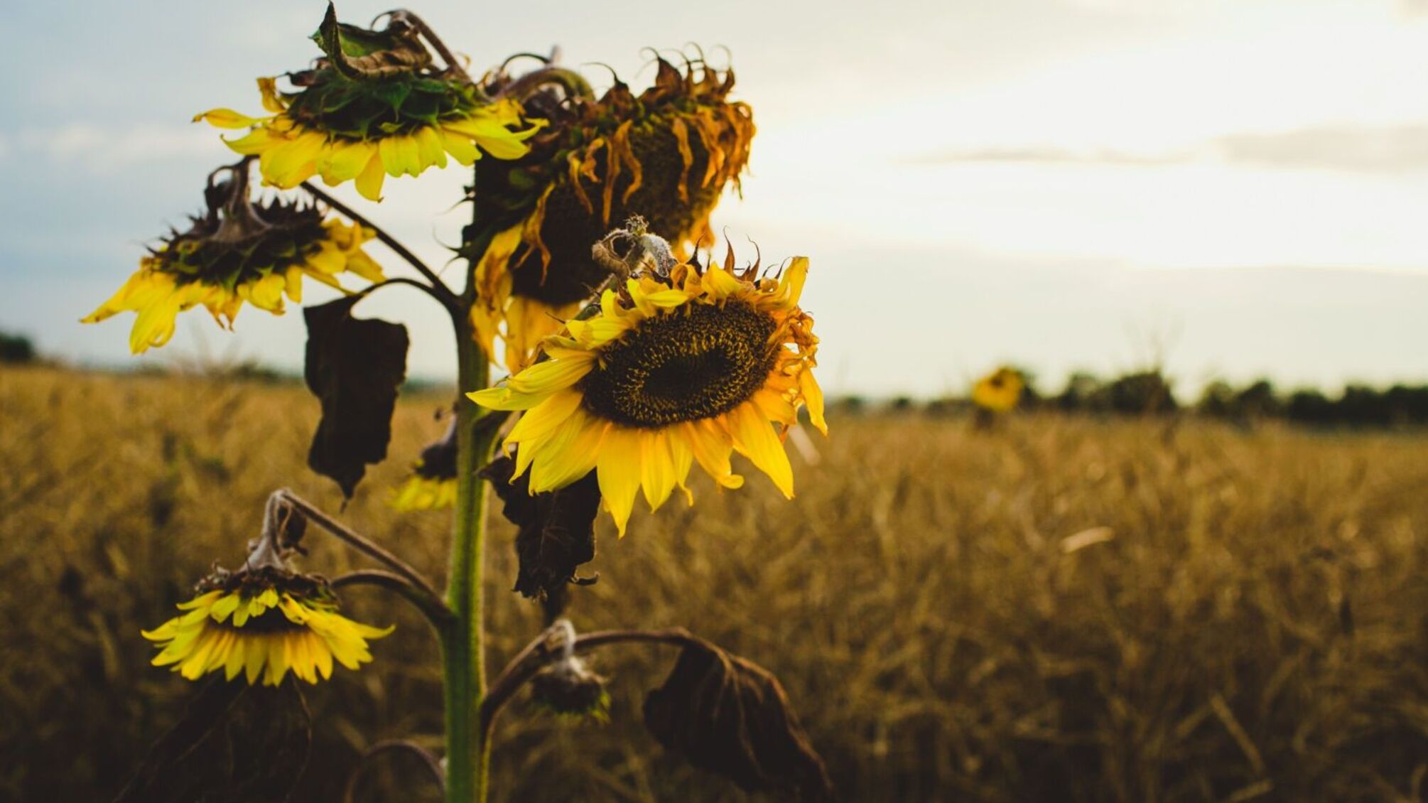 День янгола 22 серпня: кого сьогодні варто привітати