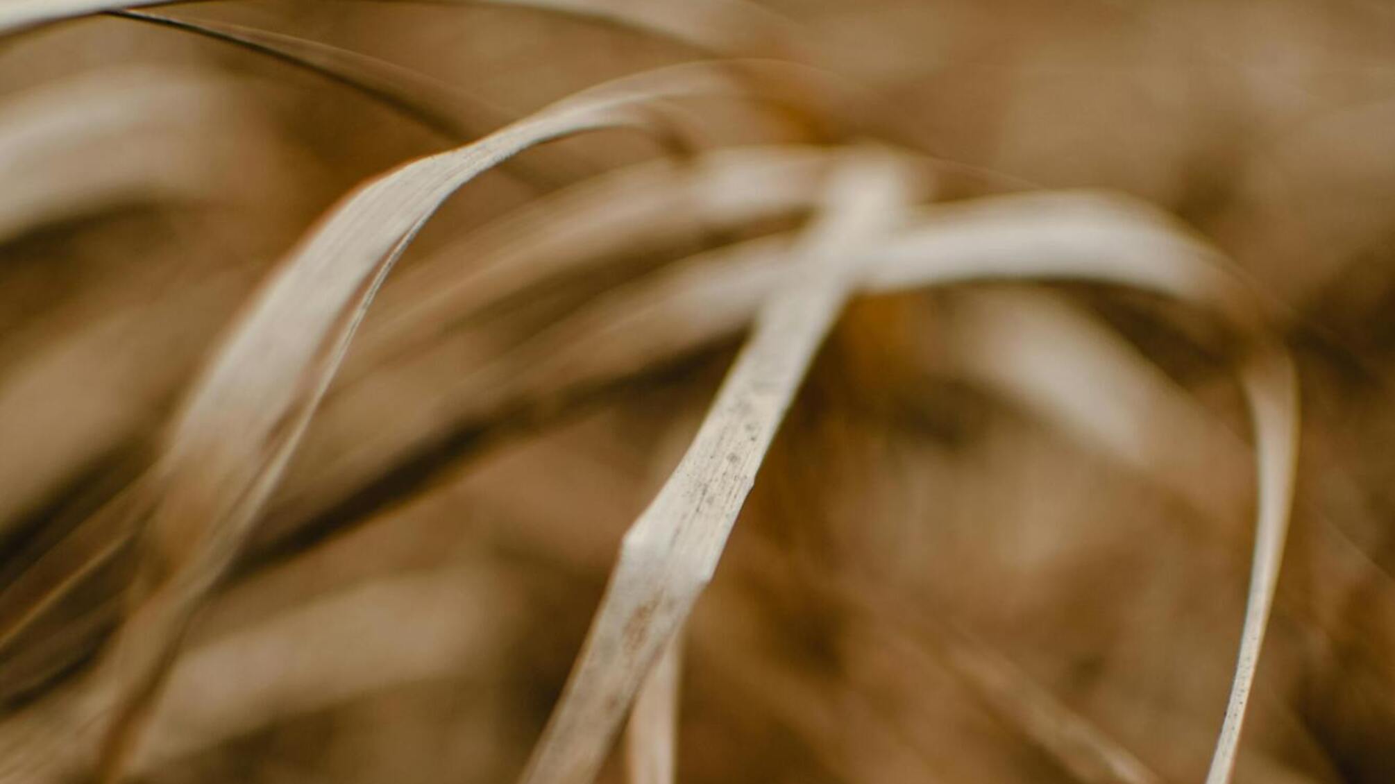 Половину Європи охопила посуха