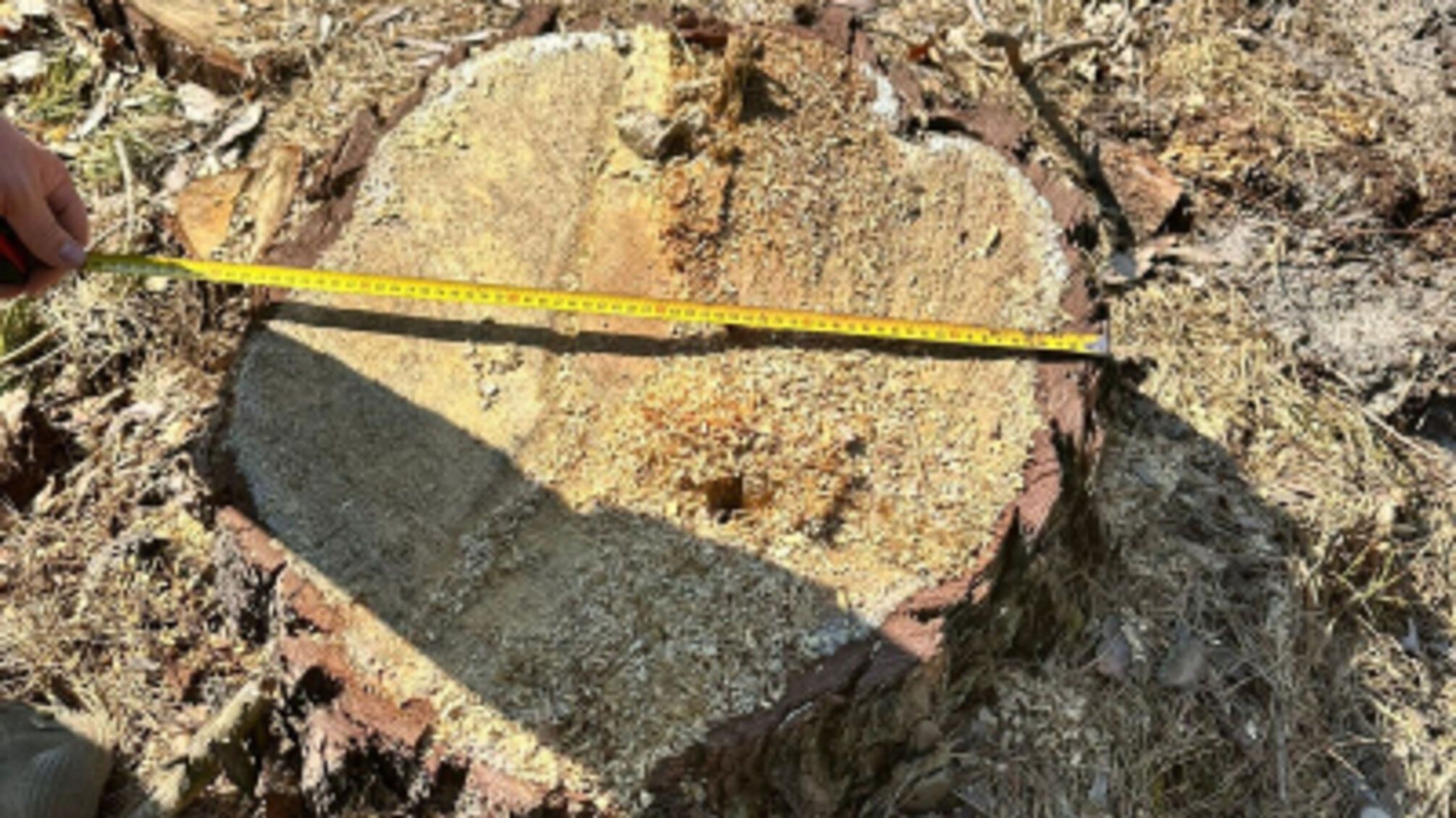 Во Львовской области срубили лес на 10 миллионов: под подозрением экскеровщик лесхоза