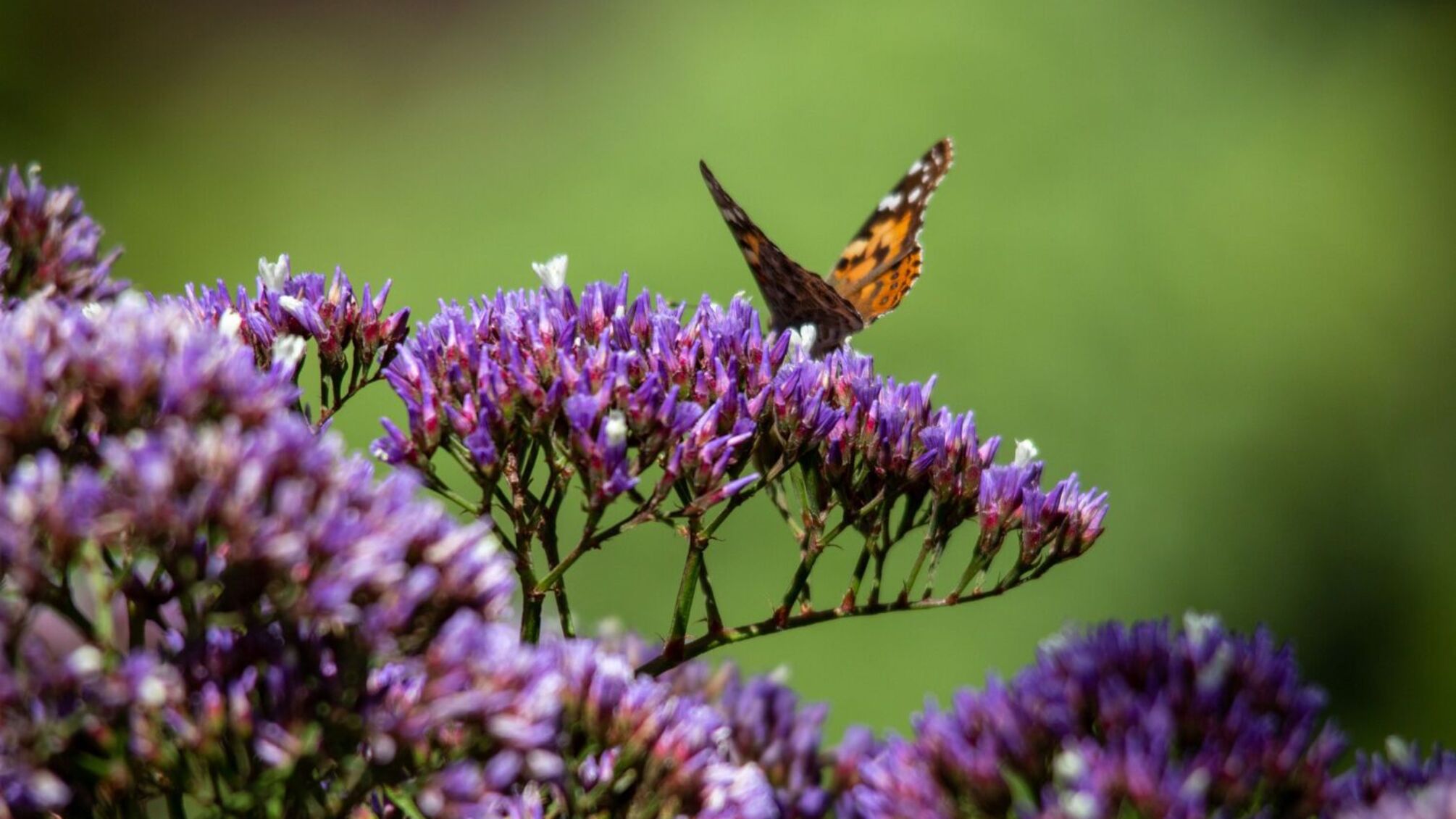 Именины 8 августа: значение имен и традиции праздника