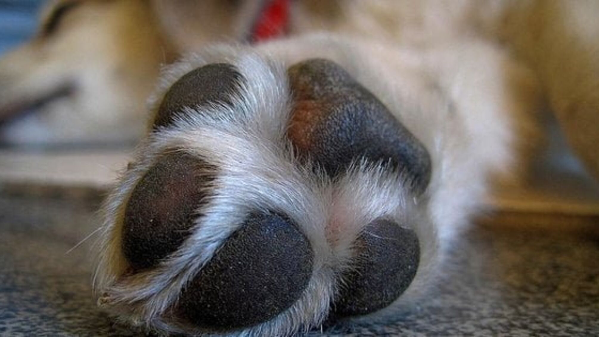 Нелюдський вчинок: на Київщині жінка скинула собаку з вікна багатоповерхівки