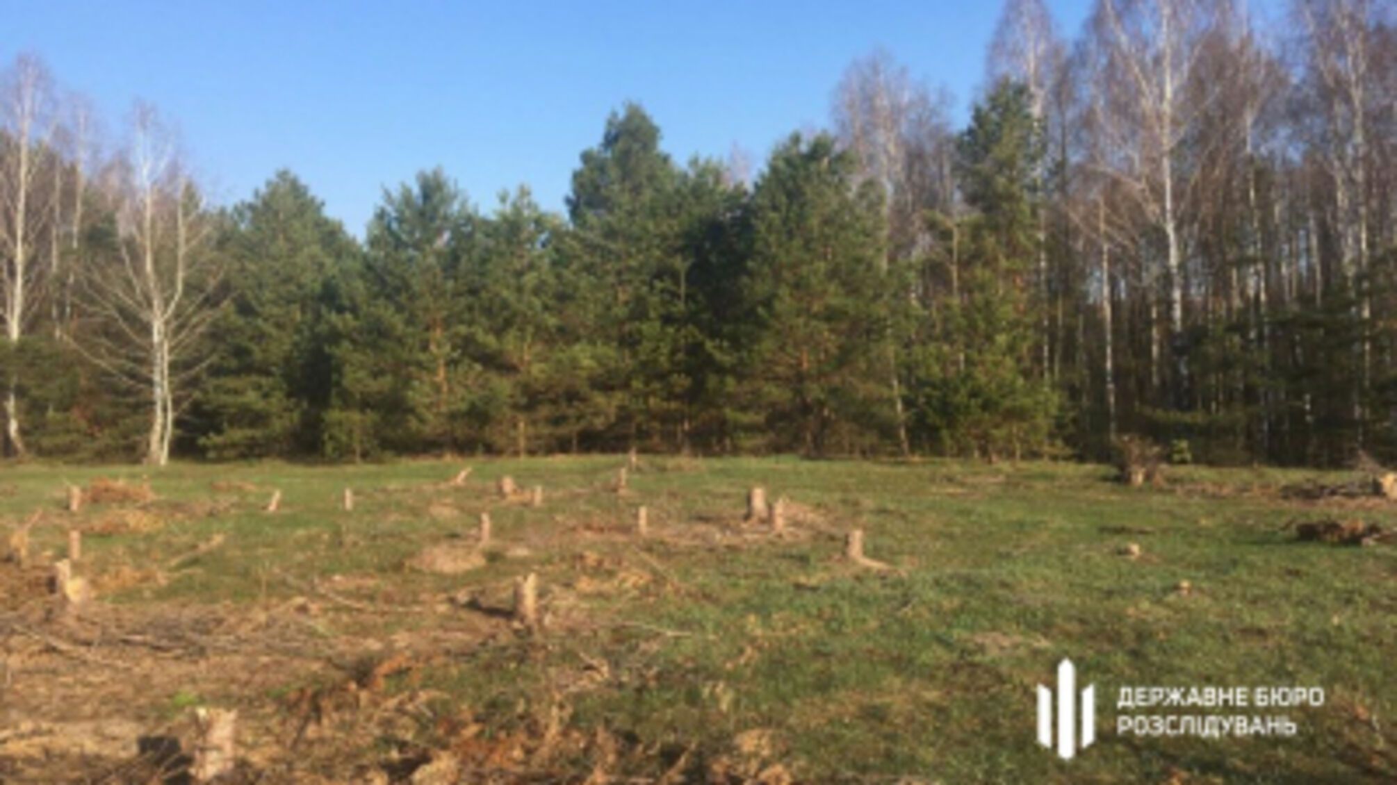 Лес на миллион: ГБР подозревает инженера 'Лесов Украины' в служебной халатности