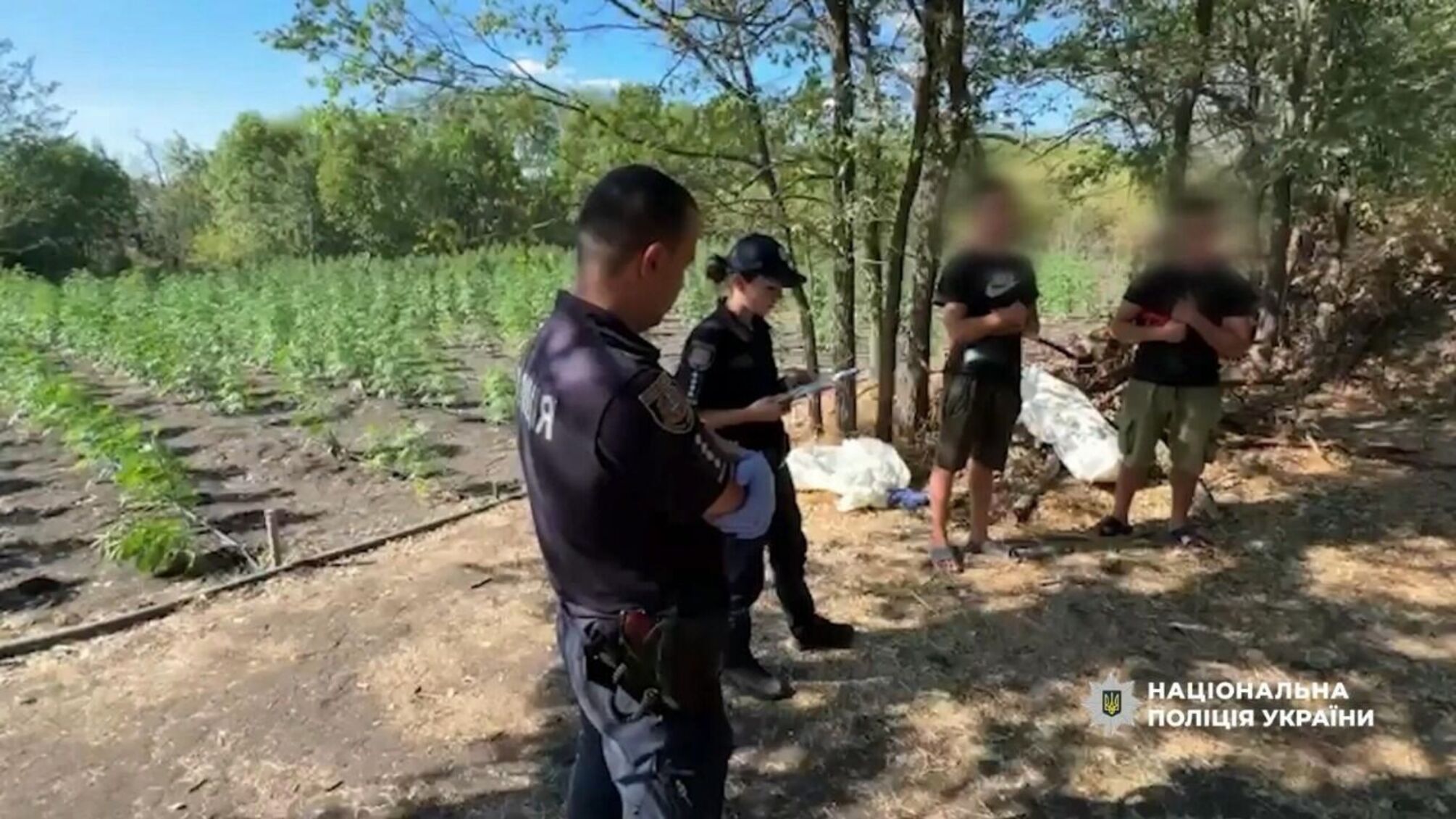 Полиция Одесской области во время операции 'Джентельмены' уничтожила плантации конопли и изъяла наркотики