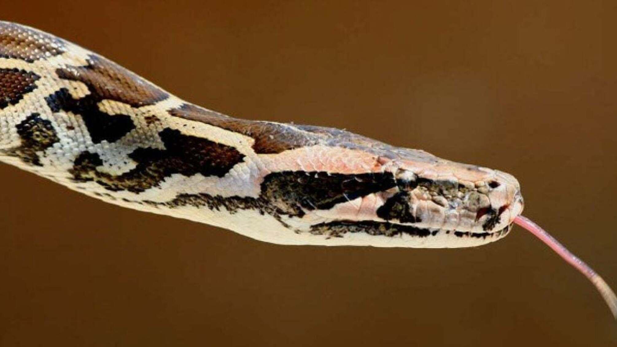 В столичном регионе спасали двух змей — одна укрылась на балконе, другая осталась без дома после атаки