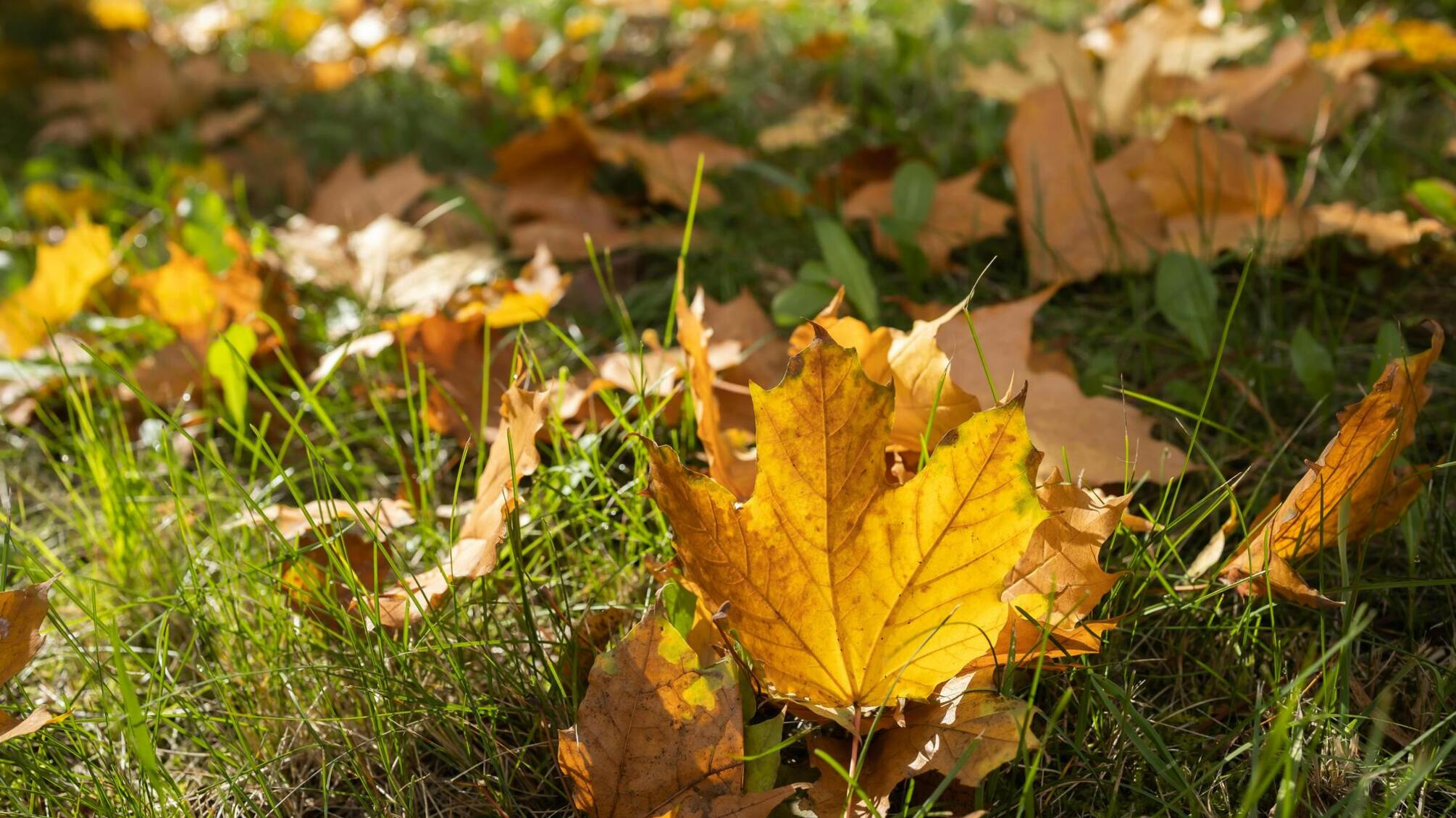 Прогноз погоды на выходные 13-14 сентября