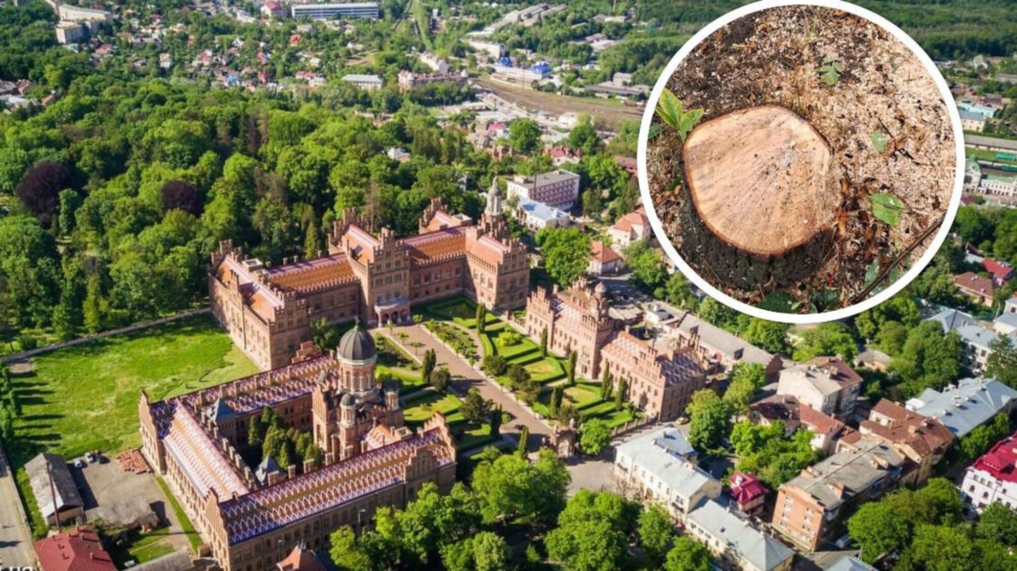 Ремонт дороги в Черновцах обернулся вырубкой здоровых деревьев