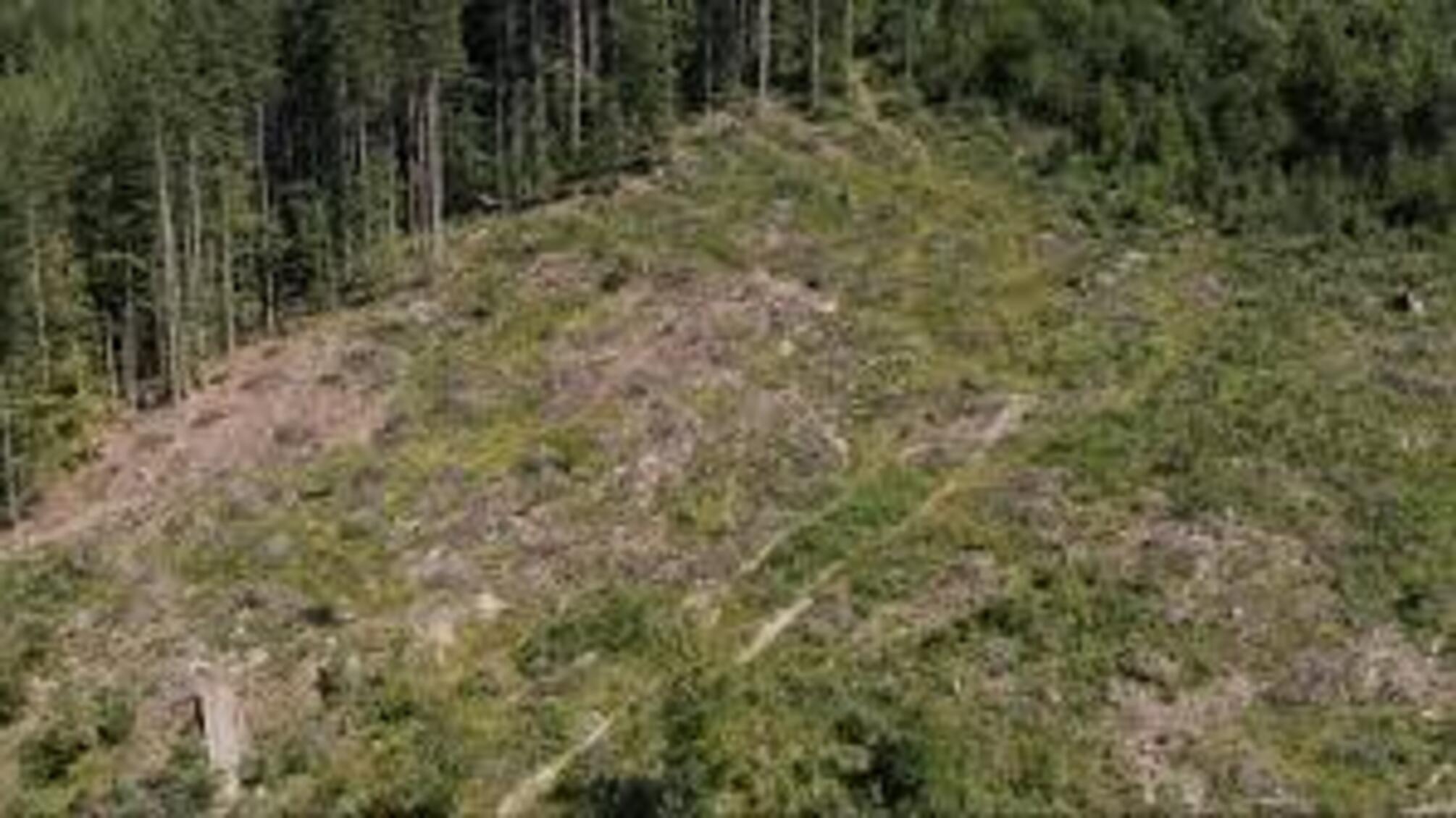 'Чорні вирубки' на сотні мільйонів: на Прикарпатті готують гучне викриття лісових махінацій