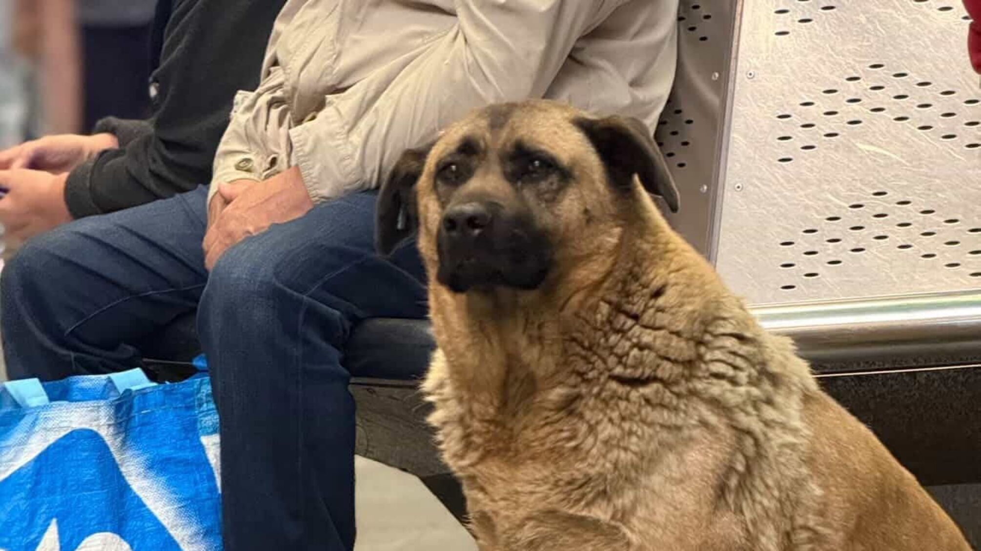 В метро 'Теремки' больше не пускают собаку