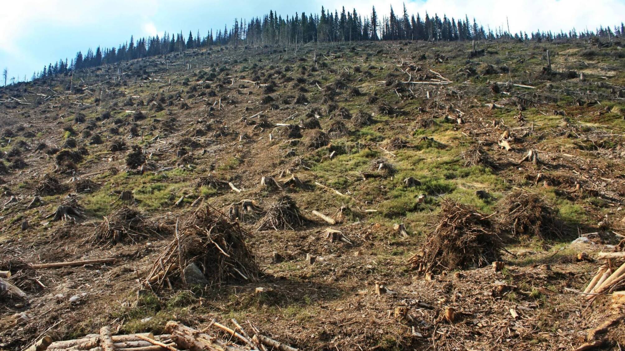 На Прикарпатье разоблачили масштабные незаконные рубки леса: убытки 721 млн грн