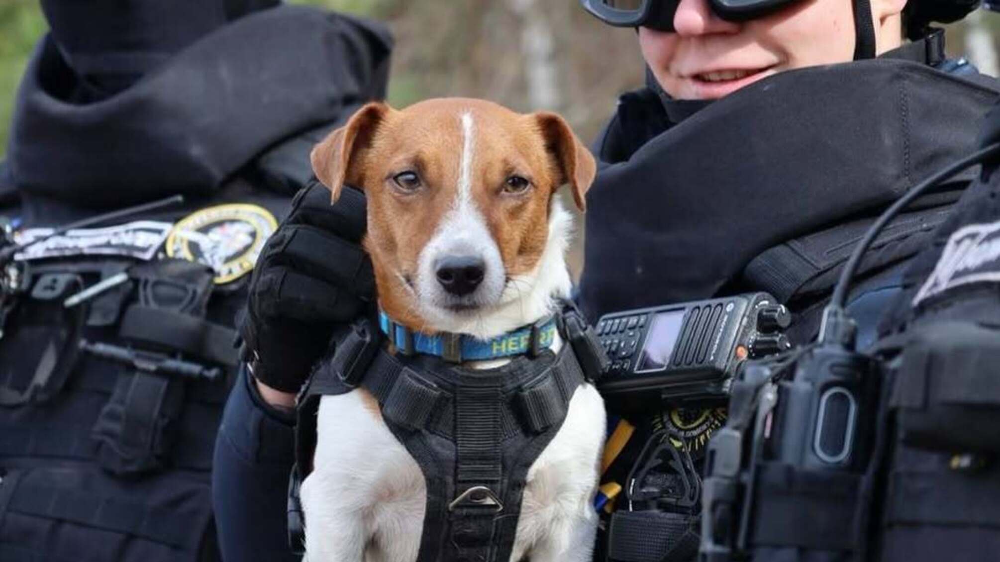Пес Патрон відзначає професійне свято