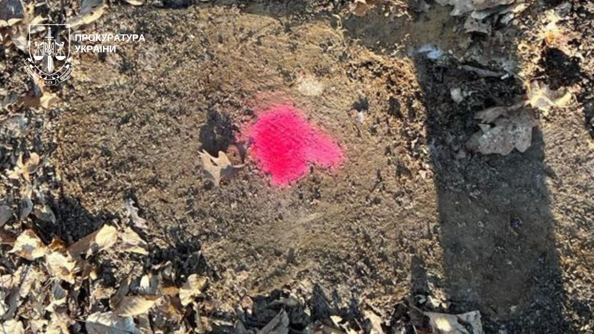 Майстер лісу на Закарпатті постане перед судом за вирубку 256 дубів на 5 млн грн