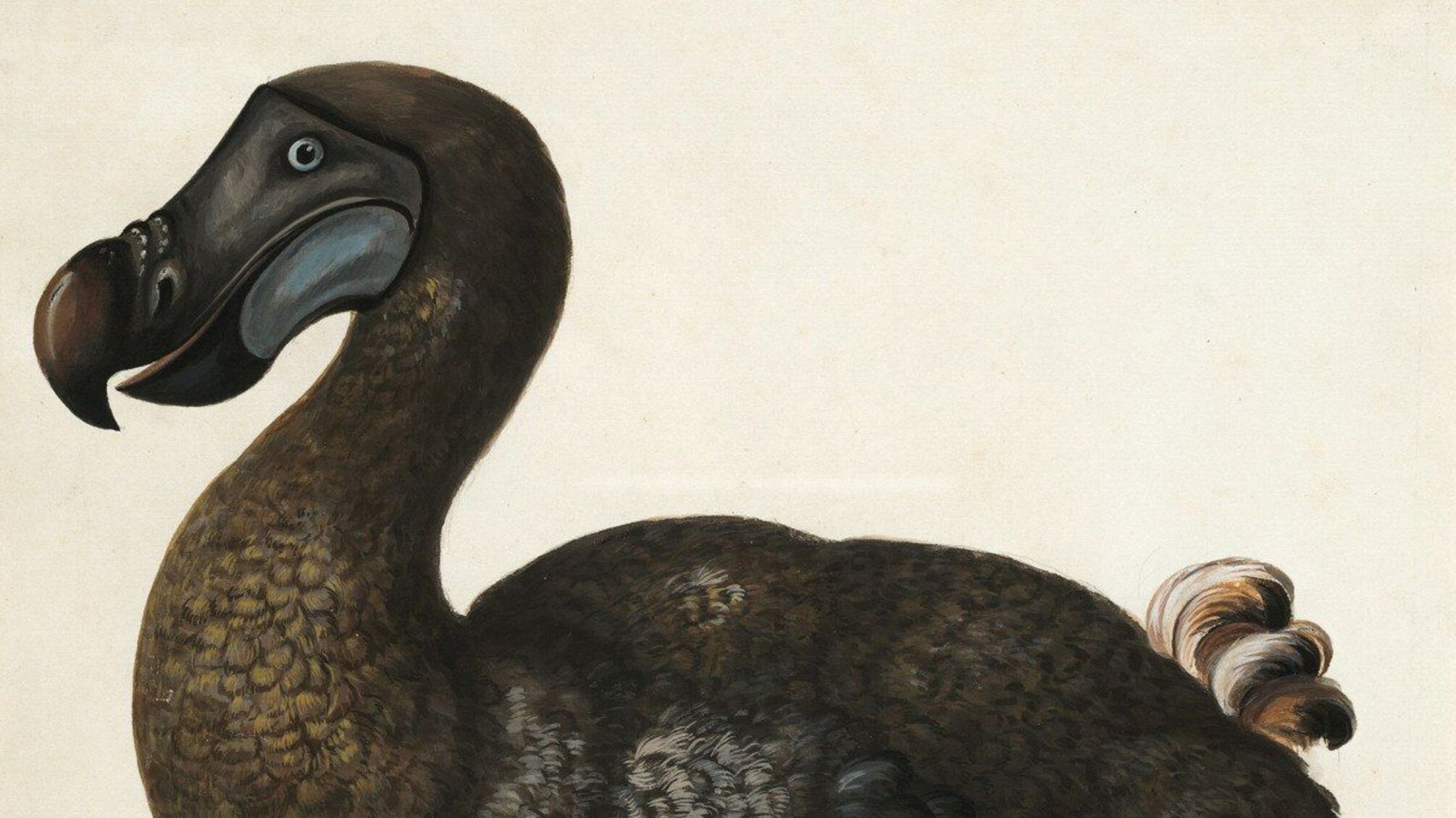 В США ученые планируют 'воскресить' вымершую птицу додо в ближайшие пять-семь лет