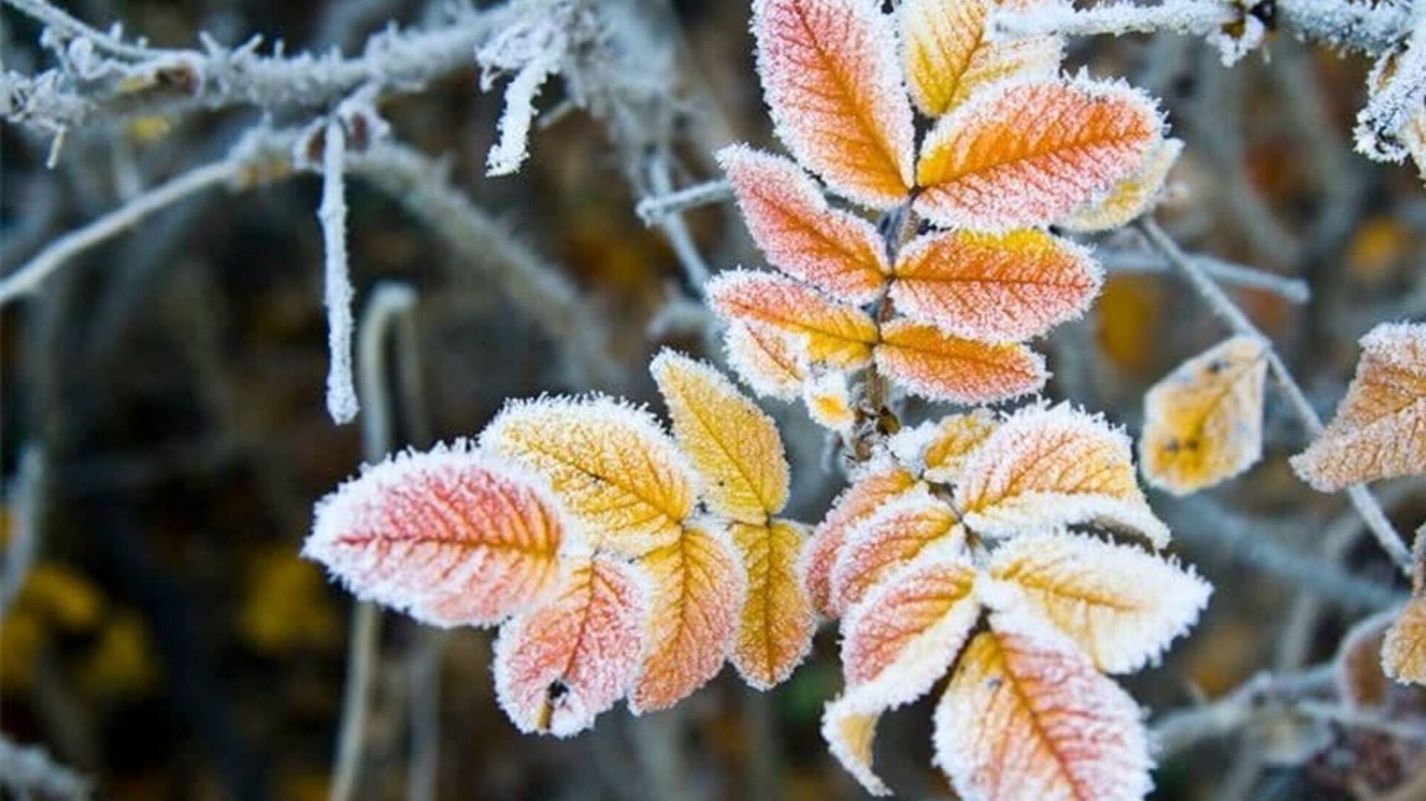 Хмарність, заморозки та локальні опади: прогноз погоди на 16 жовтня