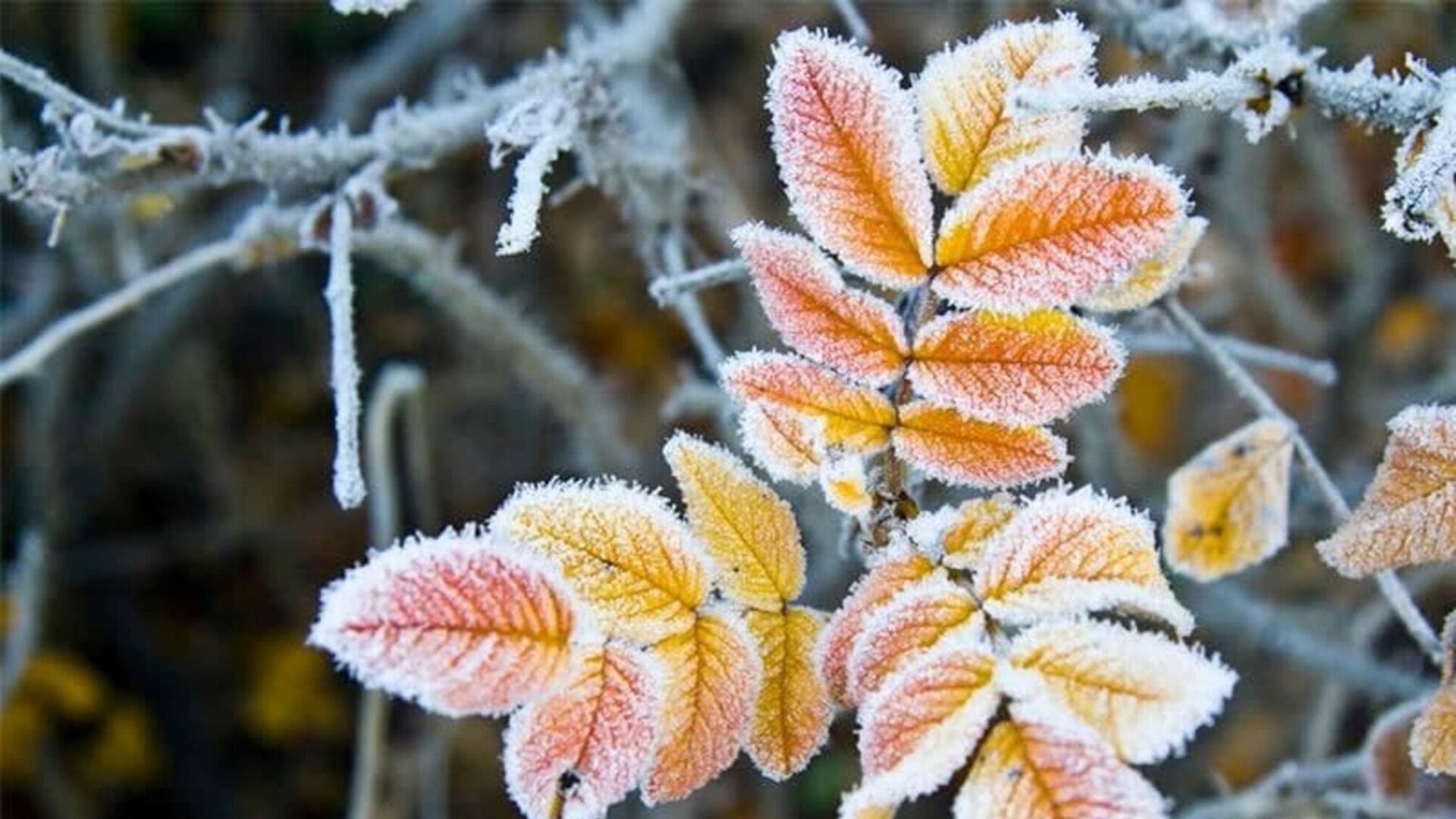 Похолодання та ранні заморозки: прогноз погоди в Україні на жовтень 2025