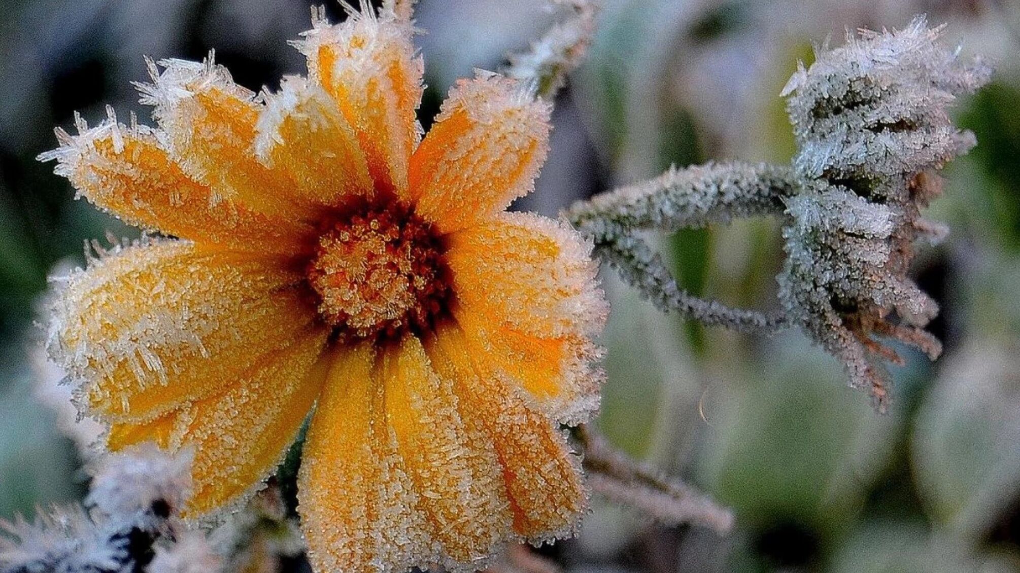 В Украину идет похолодание: дожди, заморозки и сильный ветер