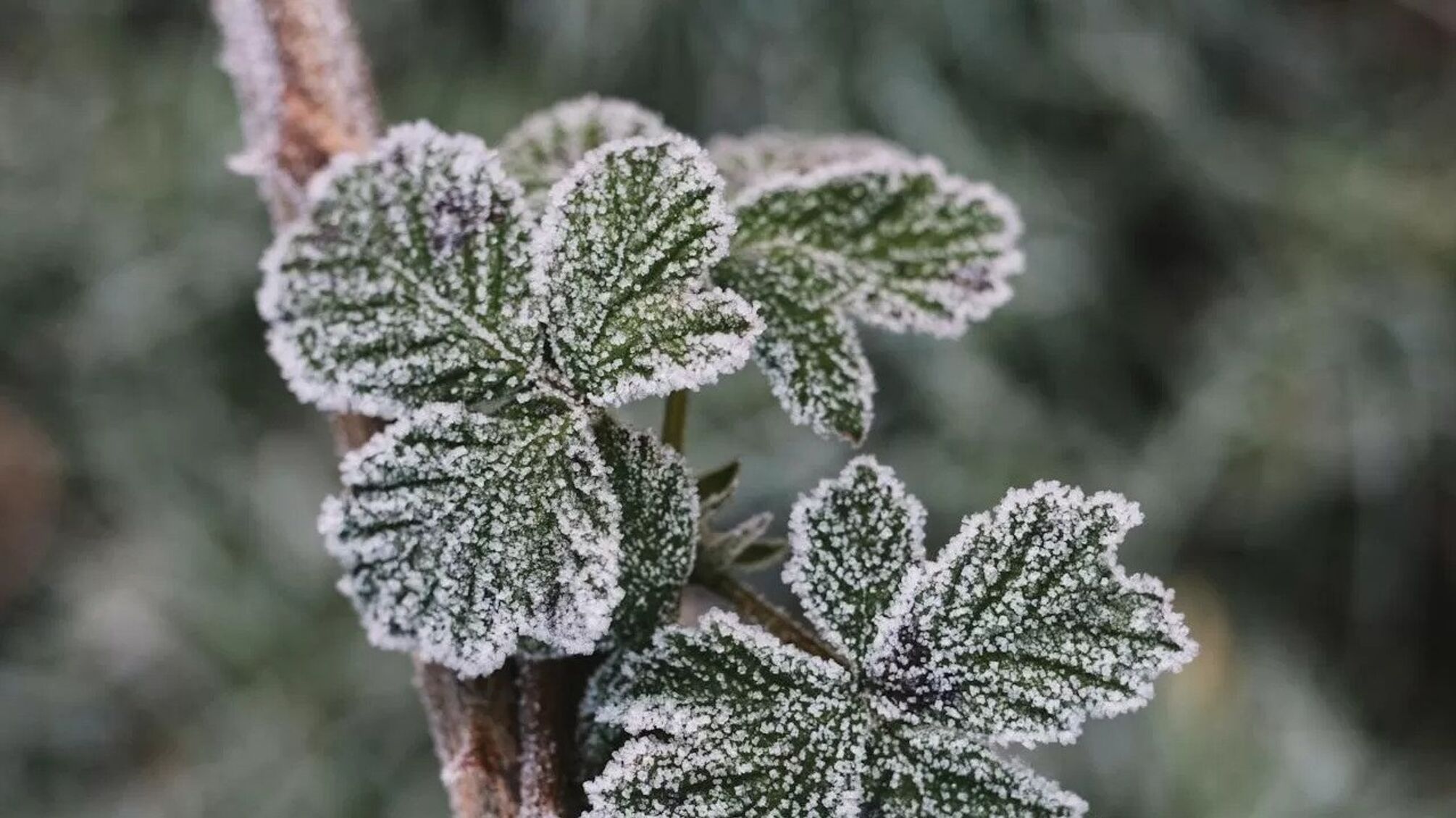 Прогноз погоды на 13 октября: где ударит мороз и будет мокрый снег