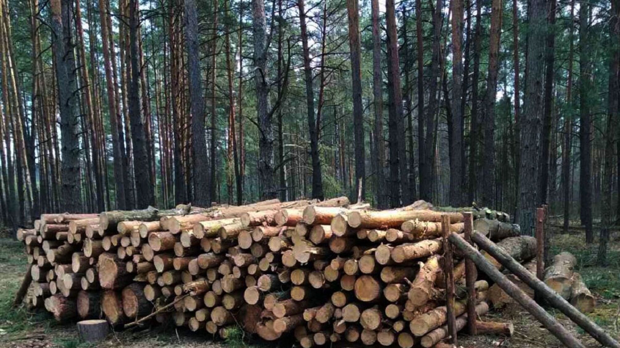 Незаконні дрова: що чекає українців за самовільний збір деревини