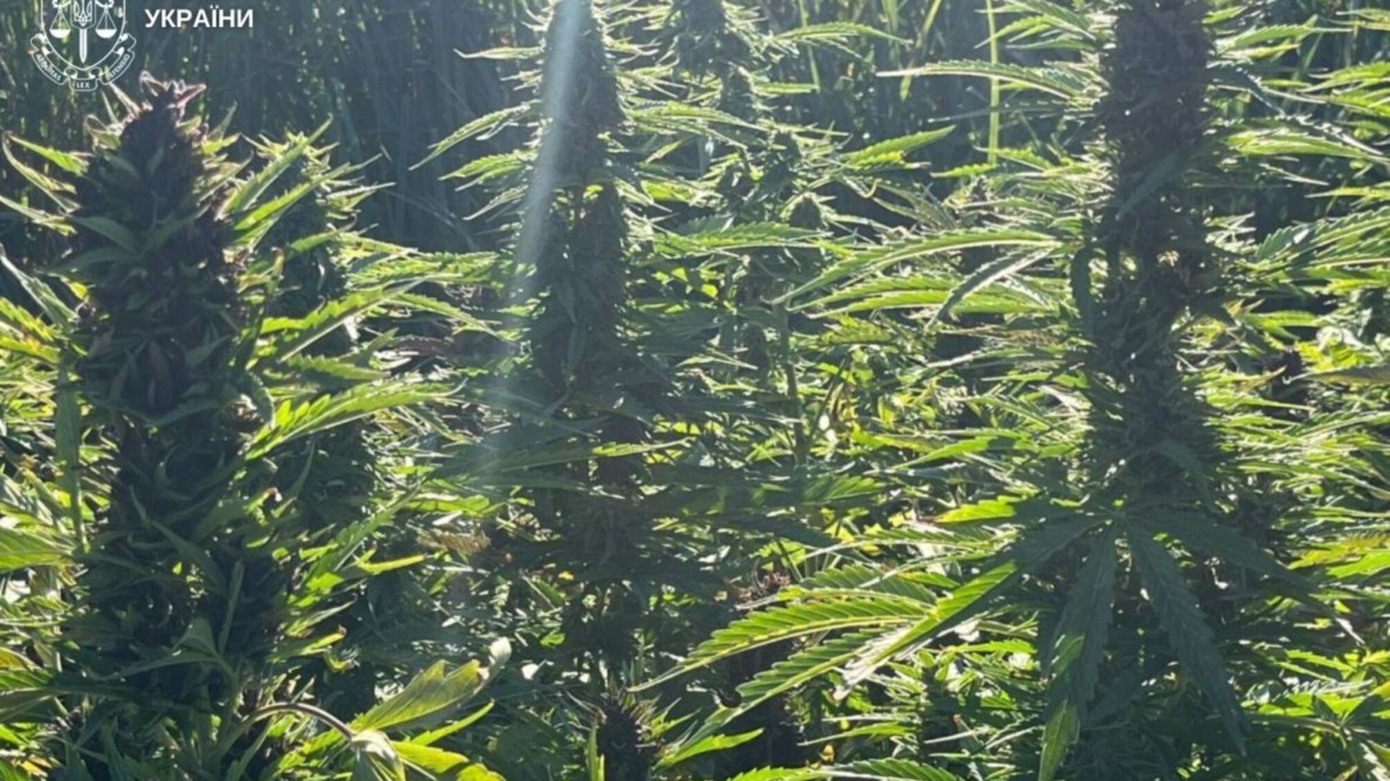 На Вінниччині викрили групу наркоторговців: вилучено понад 5 млн грн 'товару'