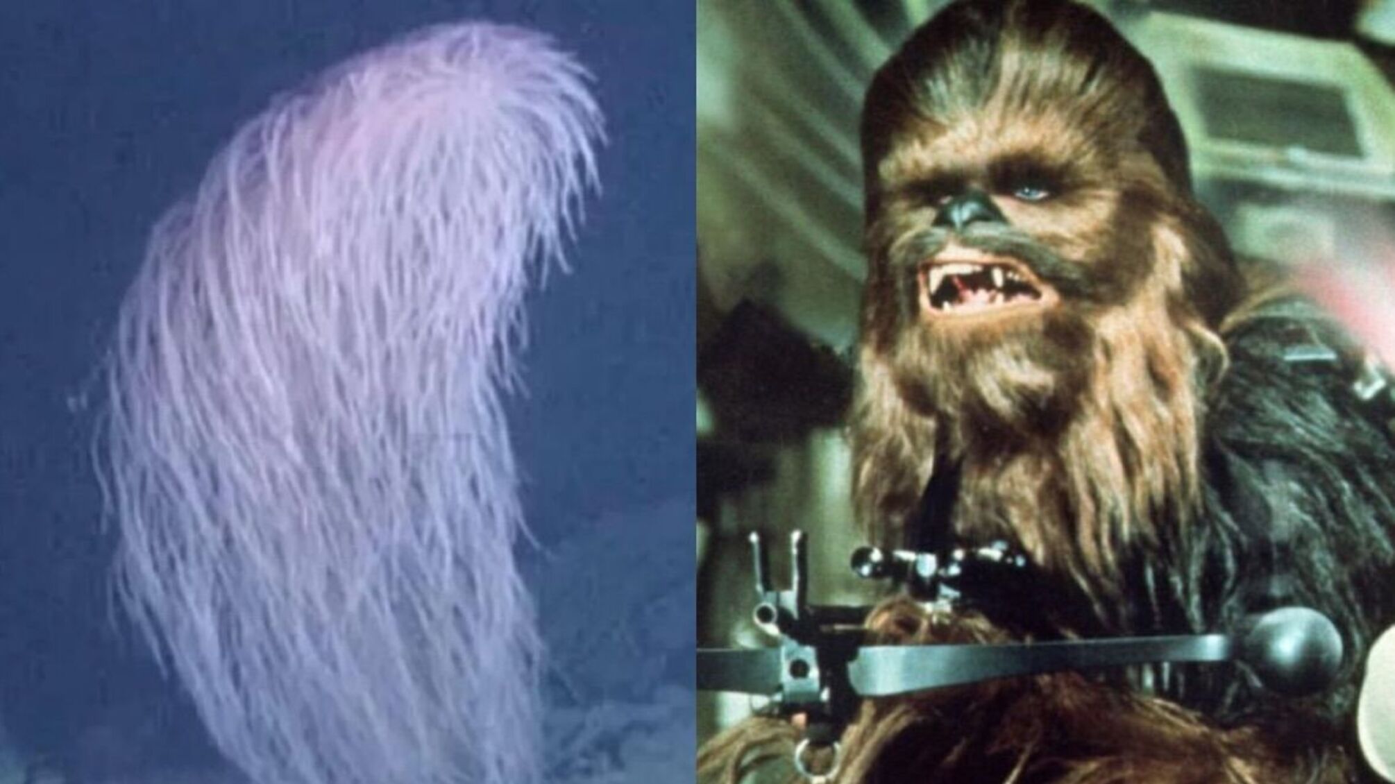 В океане открыли новый вид кораллов и назвали его в честь Чубакки