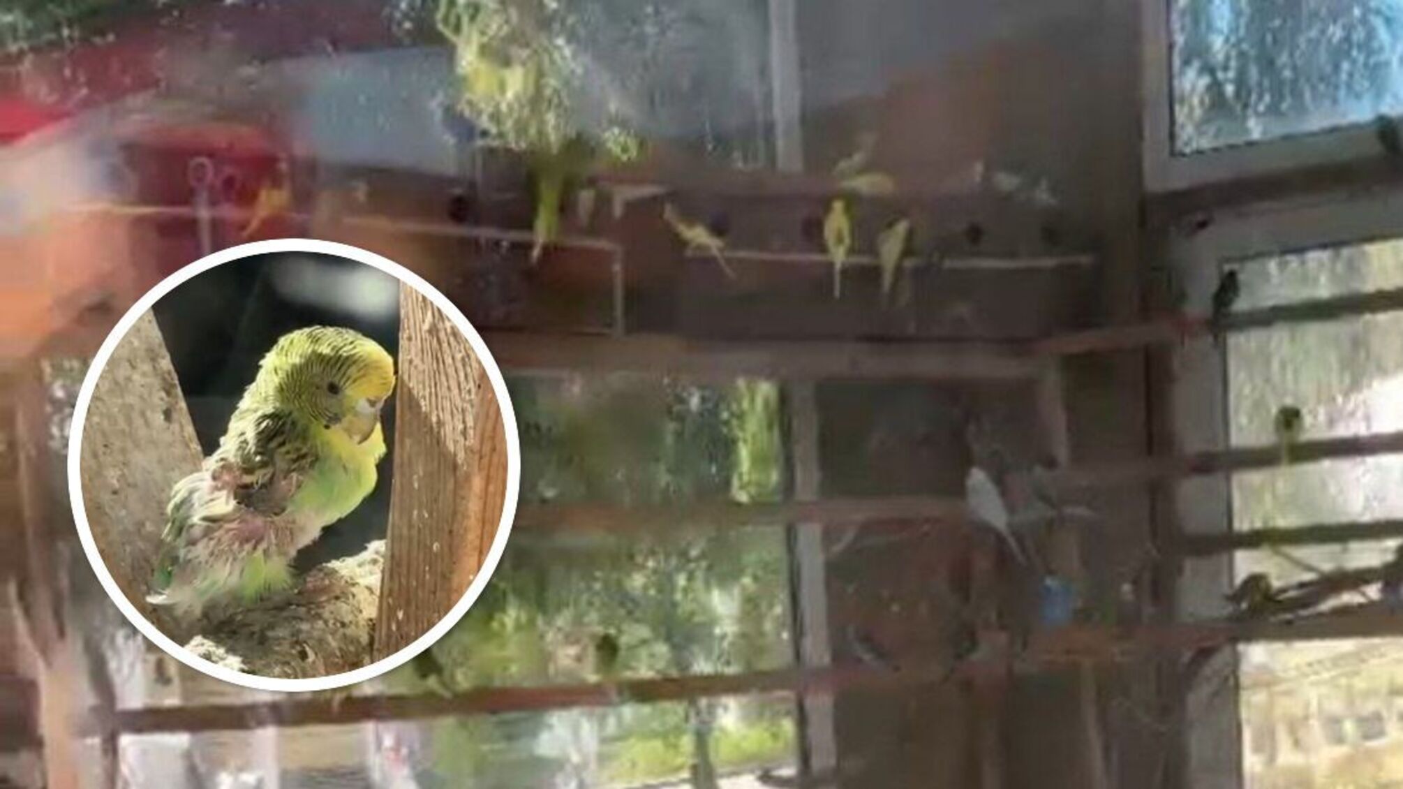 Попугаи в стеклянной беседке: как на самом деле содержат животных в Одесском зоопарке?