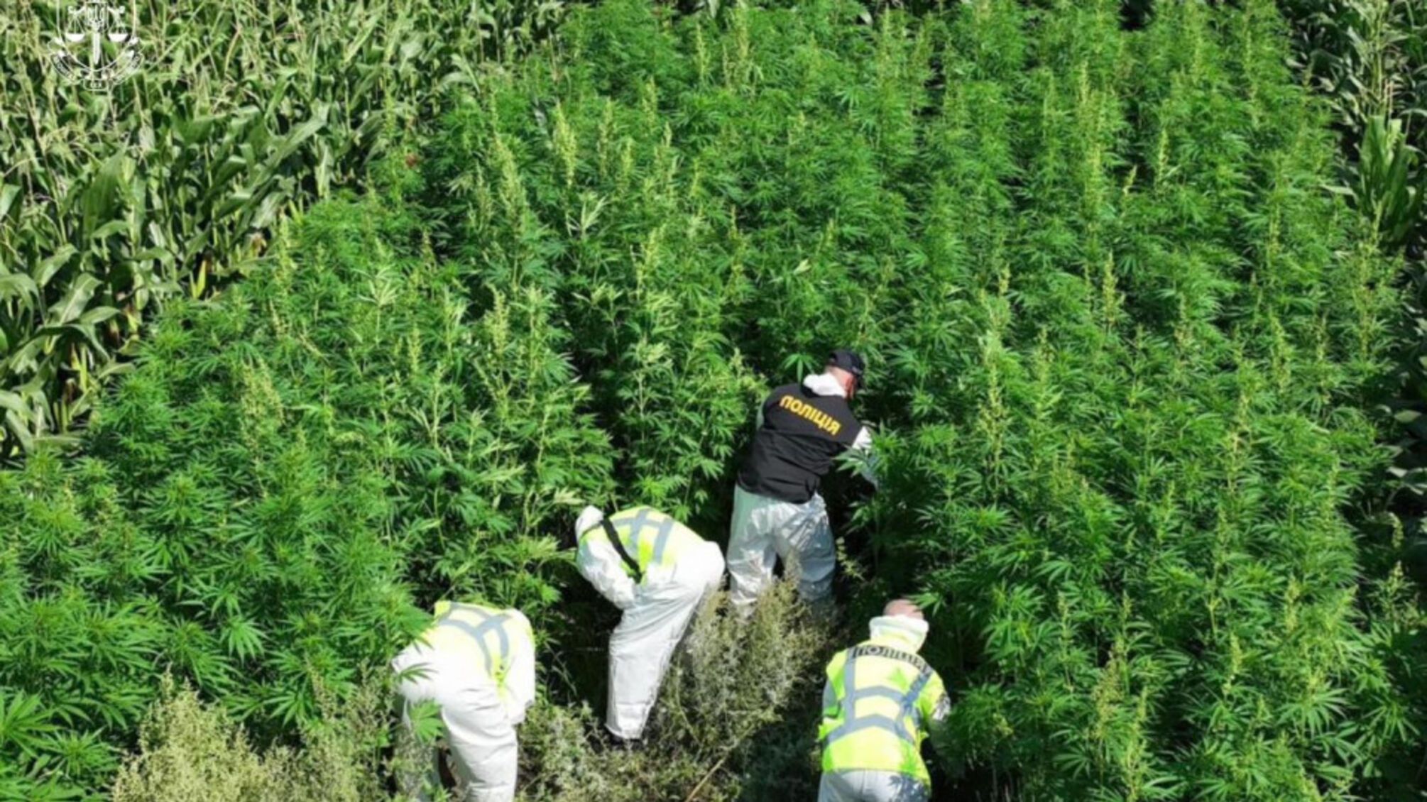 Какие растения запрещено выращивать в Украине и какие последствия угрожают нарушителям