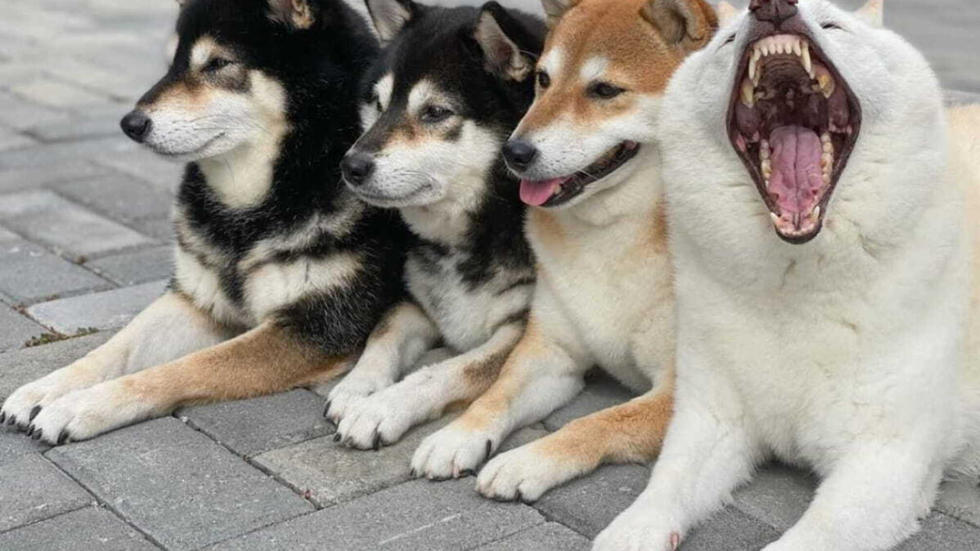 Рынок продаж собак в Украине: что важно знать перед покупкой любимца