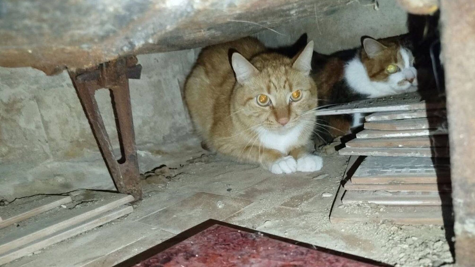 Волонтери й ДСНС врятували котів із-під завалів будинку в Києві