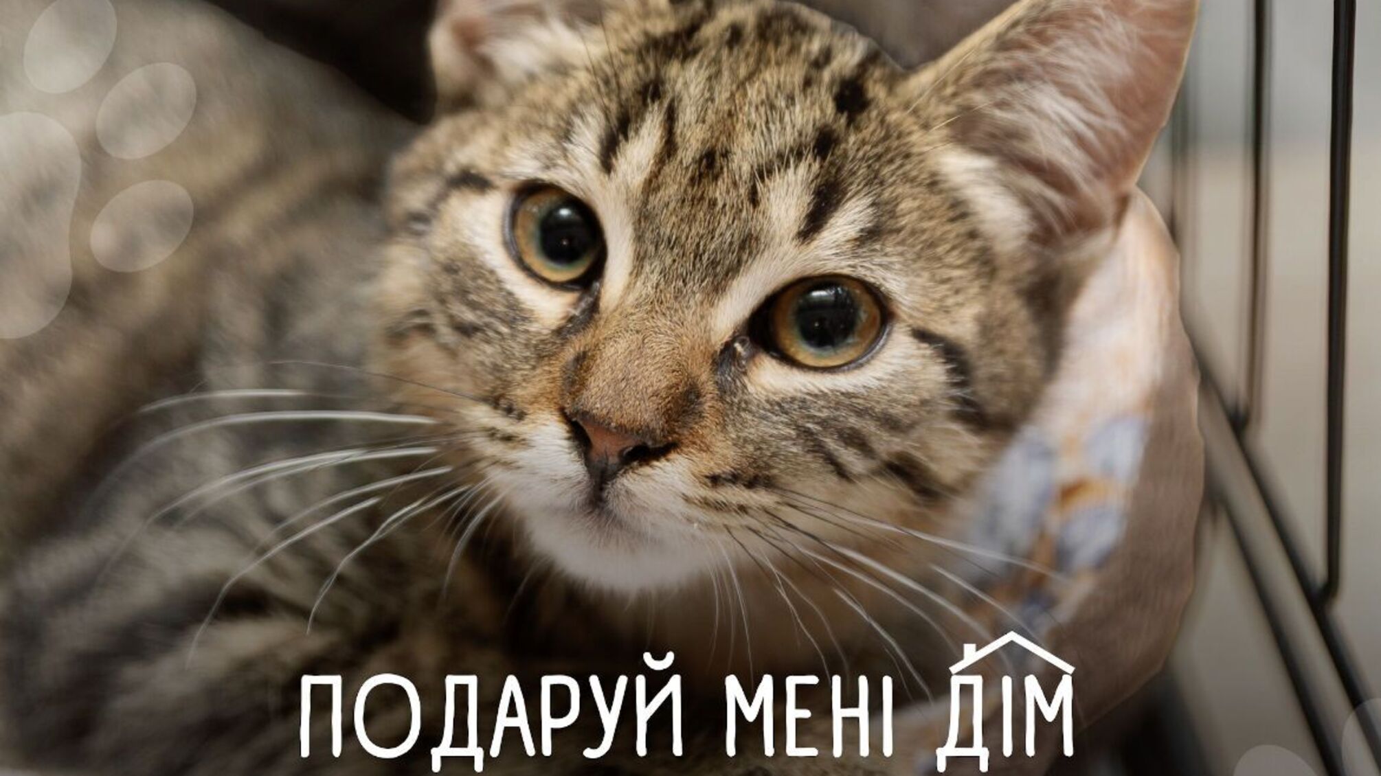 В Киеве пройдет 'День котят' для тех, кто мечтает о пушистом друге