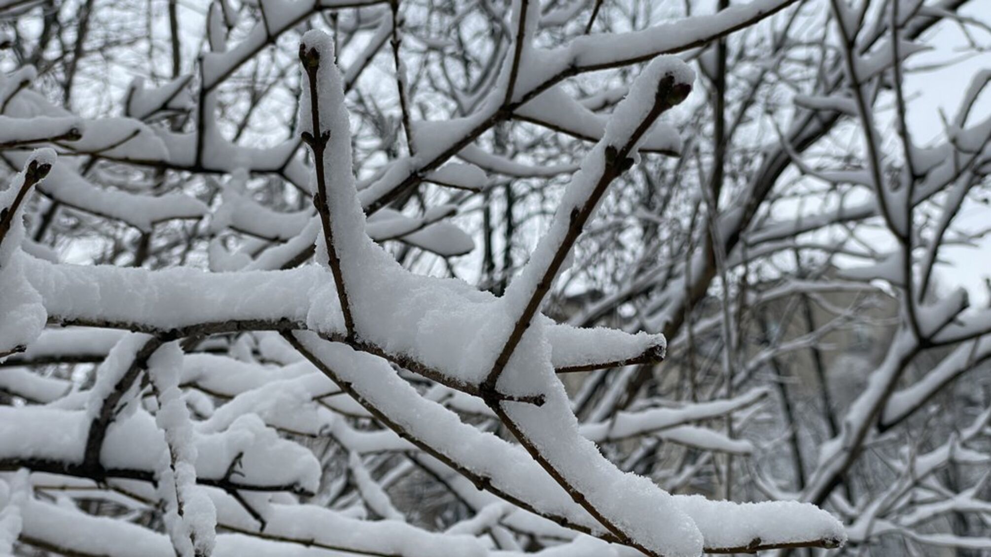 Україну накриє різке похолодання: синоптики попередили про заморозки і снігопади