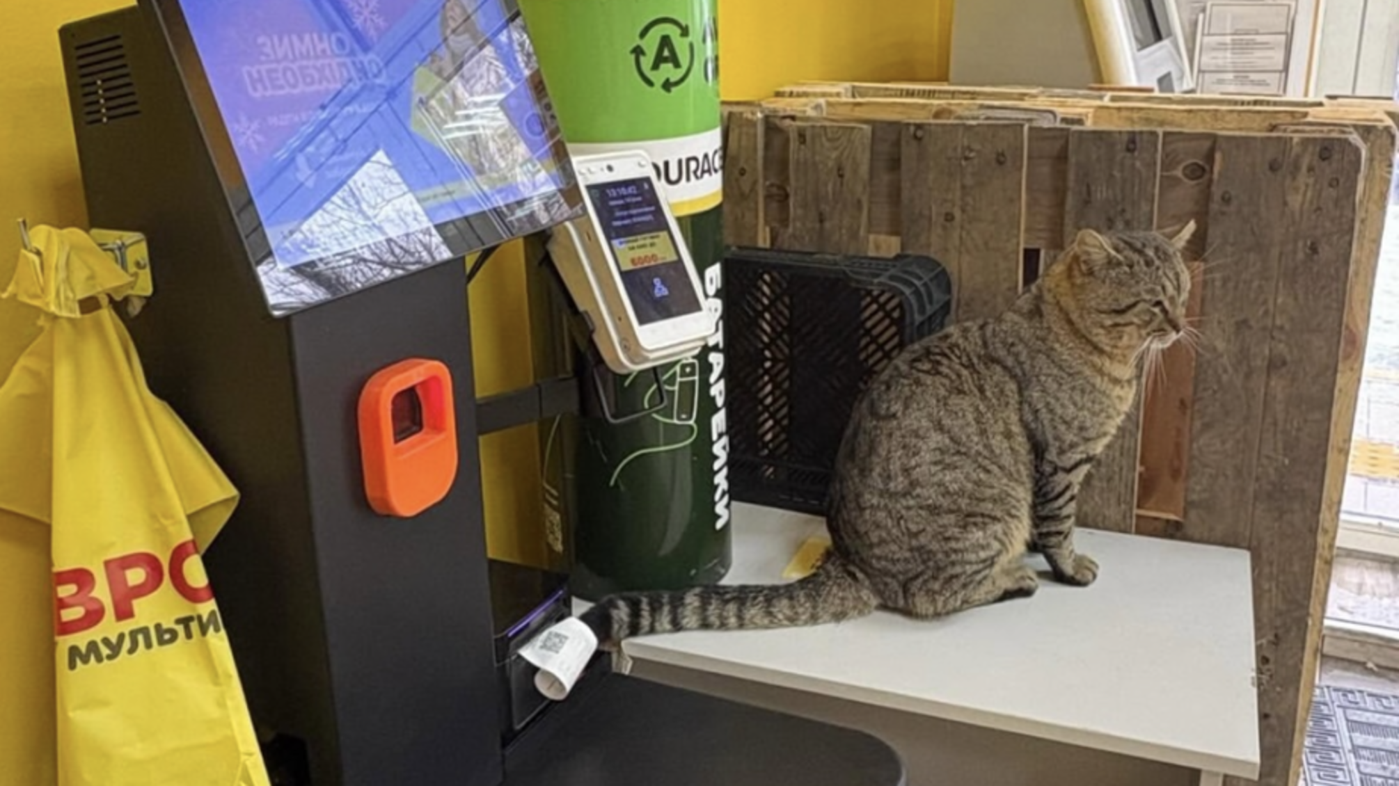 Выживание, а не комфорт: UAnimals просит власти разрешить заведениям впускать животных в помещение