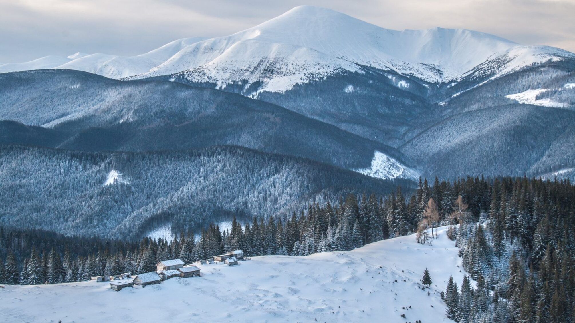 Таємниці Карпатського нацпарку: мільйонні збитки, 'чорні' рубки і можливий слід оточення мера Яремче
