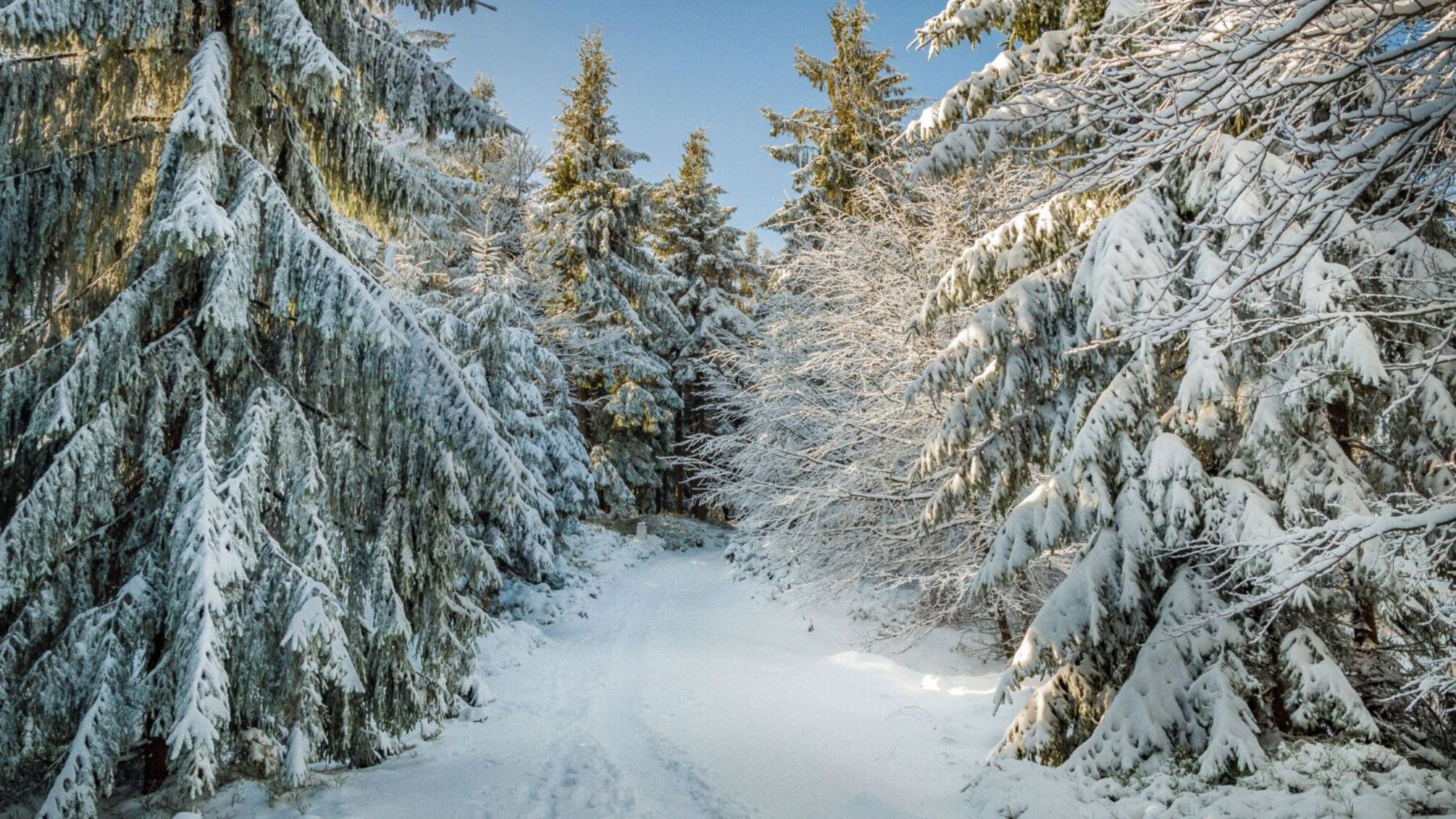 Що святкують 28 січня: від прапора України до конфіденційності у світі