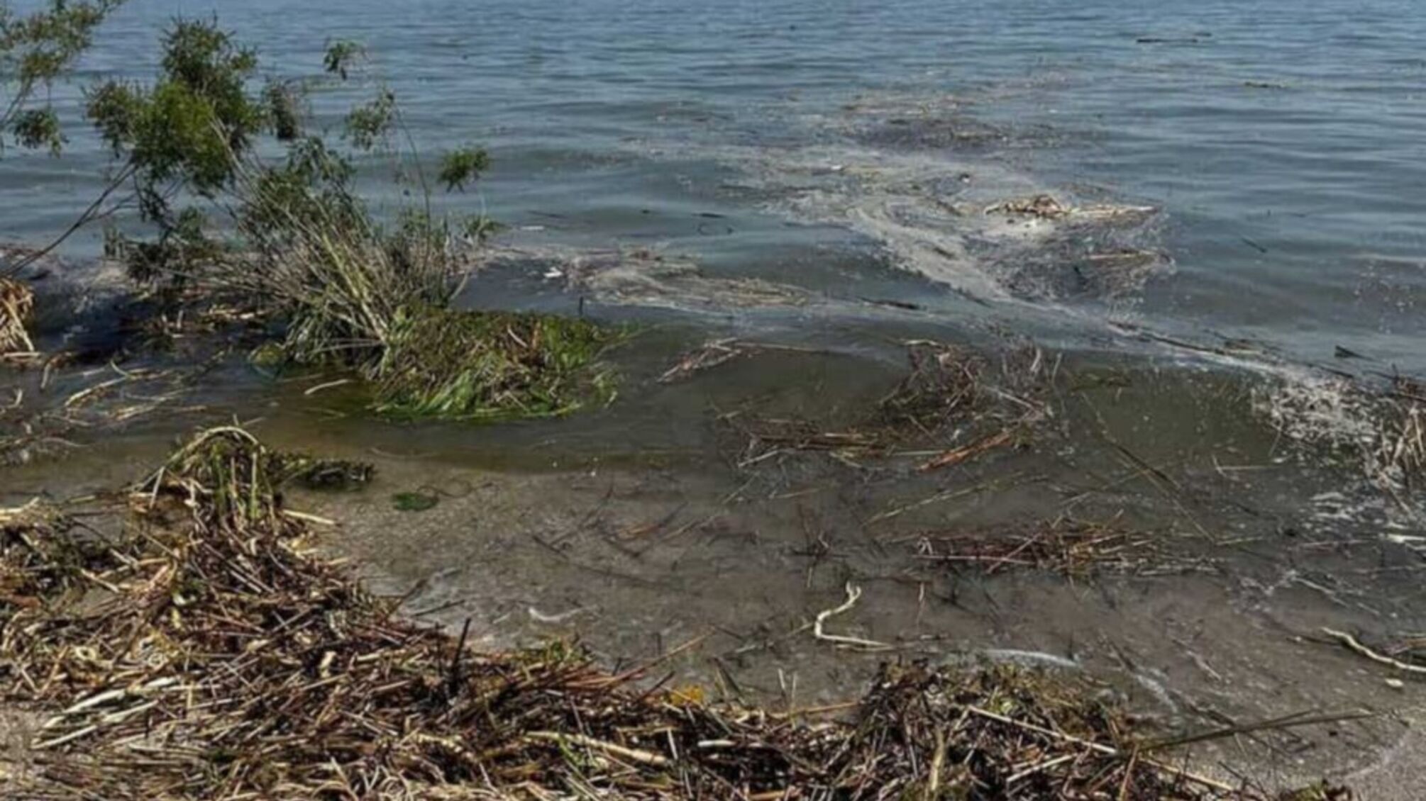 Екологи фіксують масову загибель морських коників на одеських пляжах
