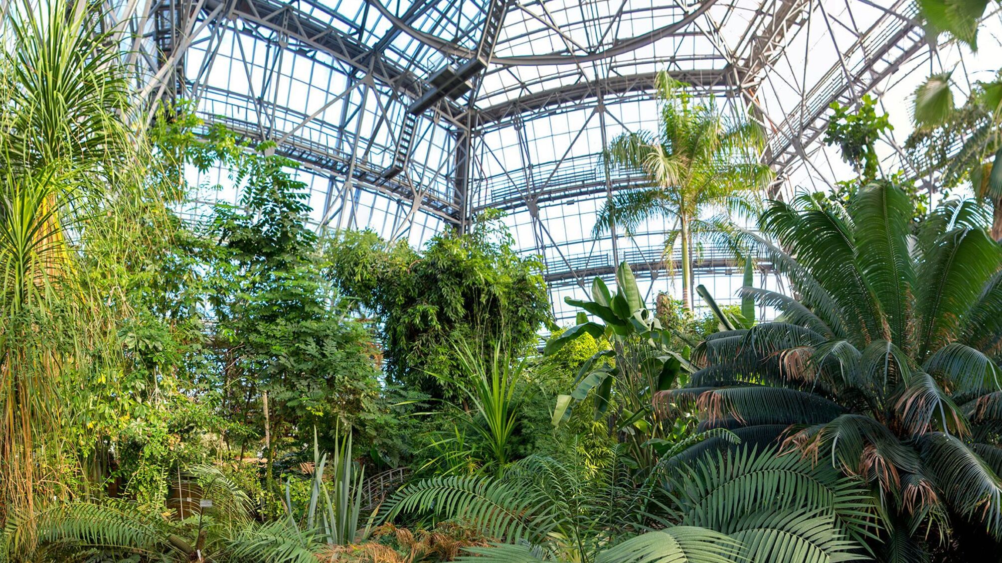 Из-за отключения света в Киеве погибают тропические растения ботсада имени Гришко