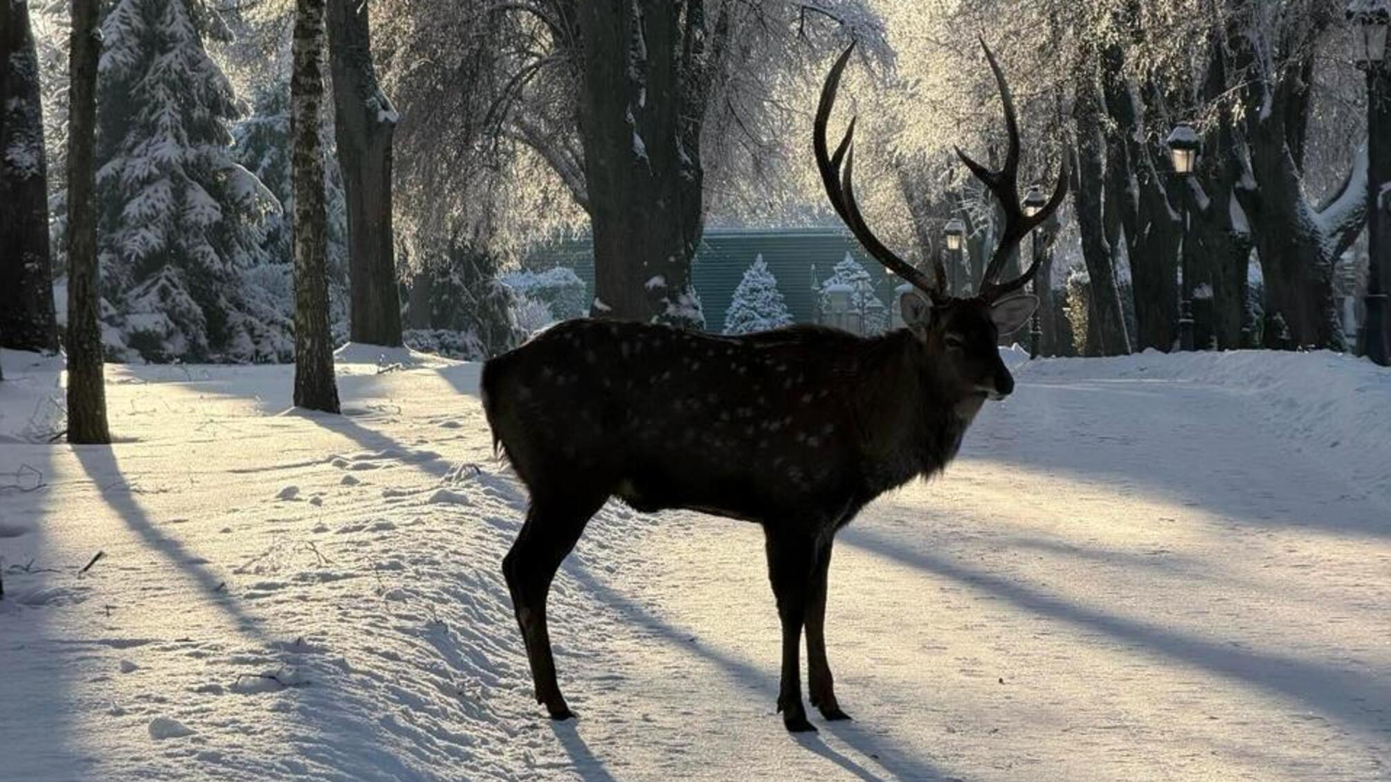 Пункты несокрушимости в Варшаве: Польша внедряет новую помощь при морозах