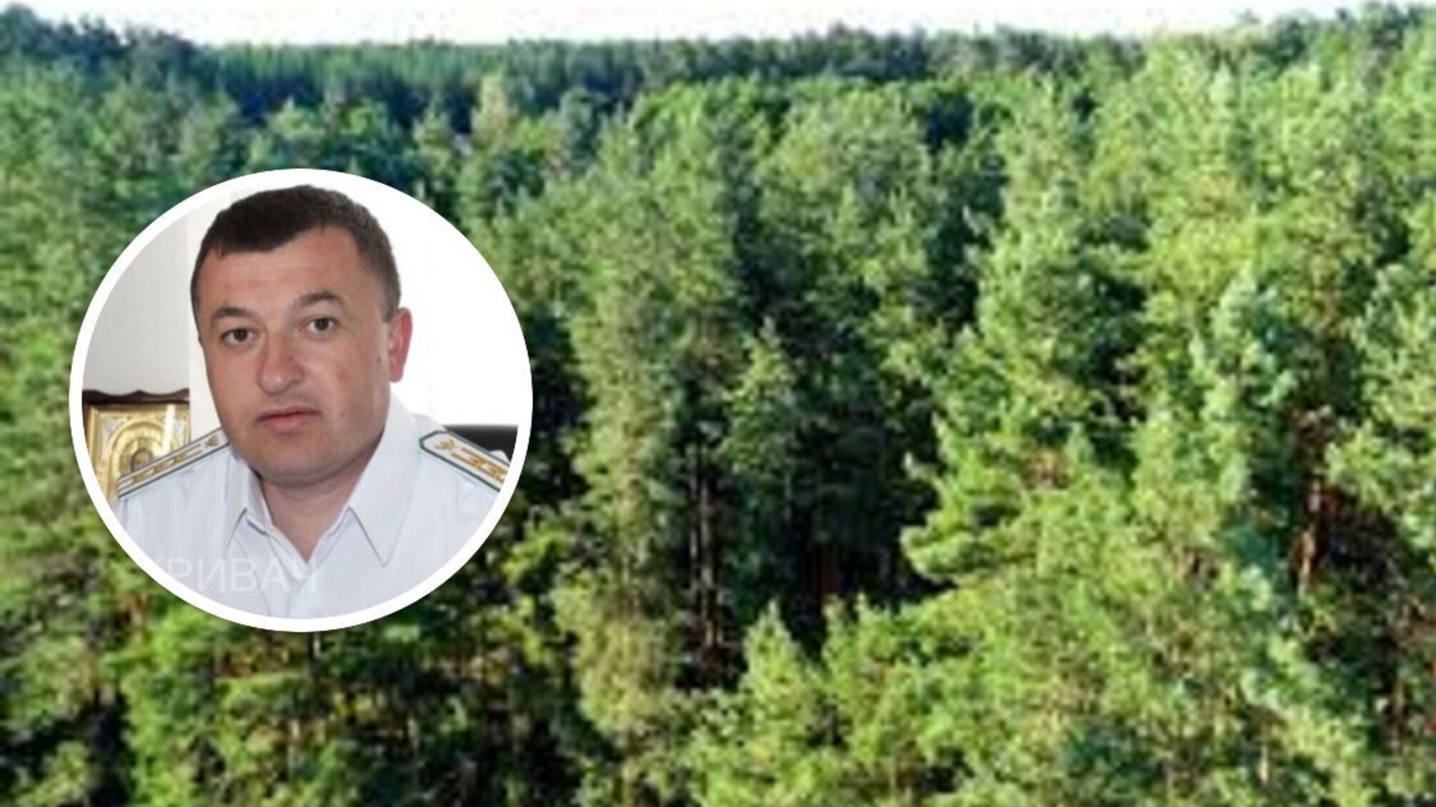 'Один ліс — одна родина?': племінник депутата-деревообробника Кльопа очолив Костопільське надлісництво