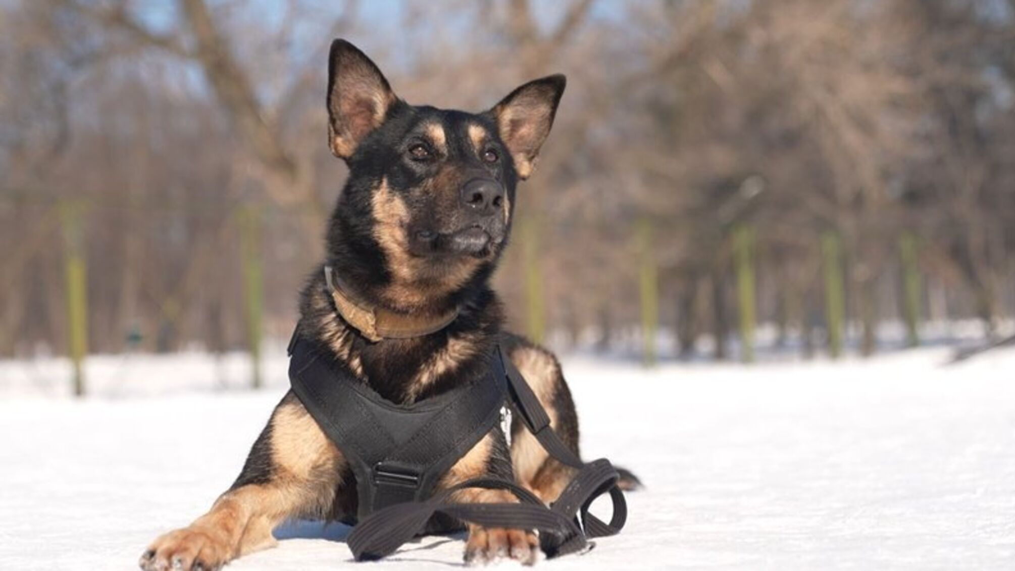 Перший іноземний пес Нацгвардії: німецька вівчарка Фйоль готується до служби на Черкащині