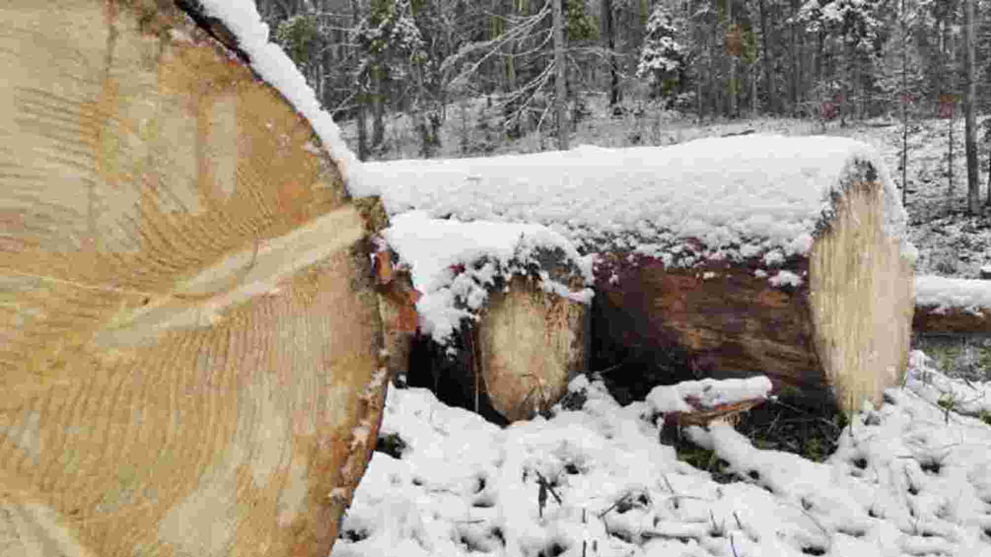Незаконна вирубка тисяч дерев: посадовців лісгоспу підозрюють у тяжких збитках довкіллю