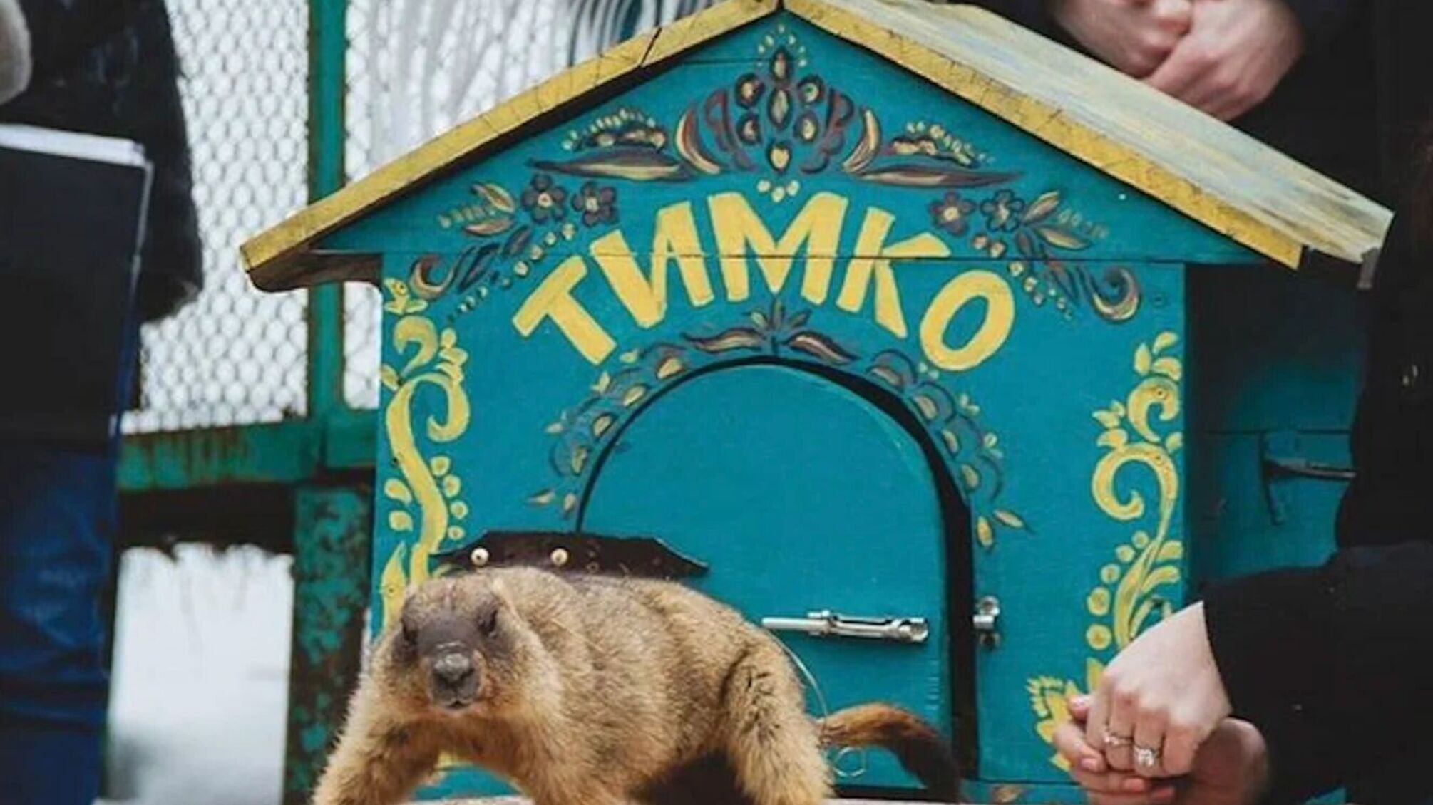 У Харкові бабак Тимко IV, який уперше віщував весну, побачив свою тінь