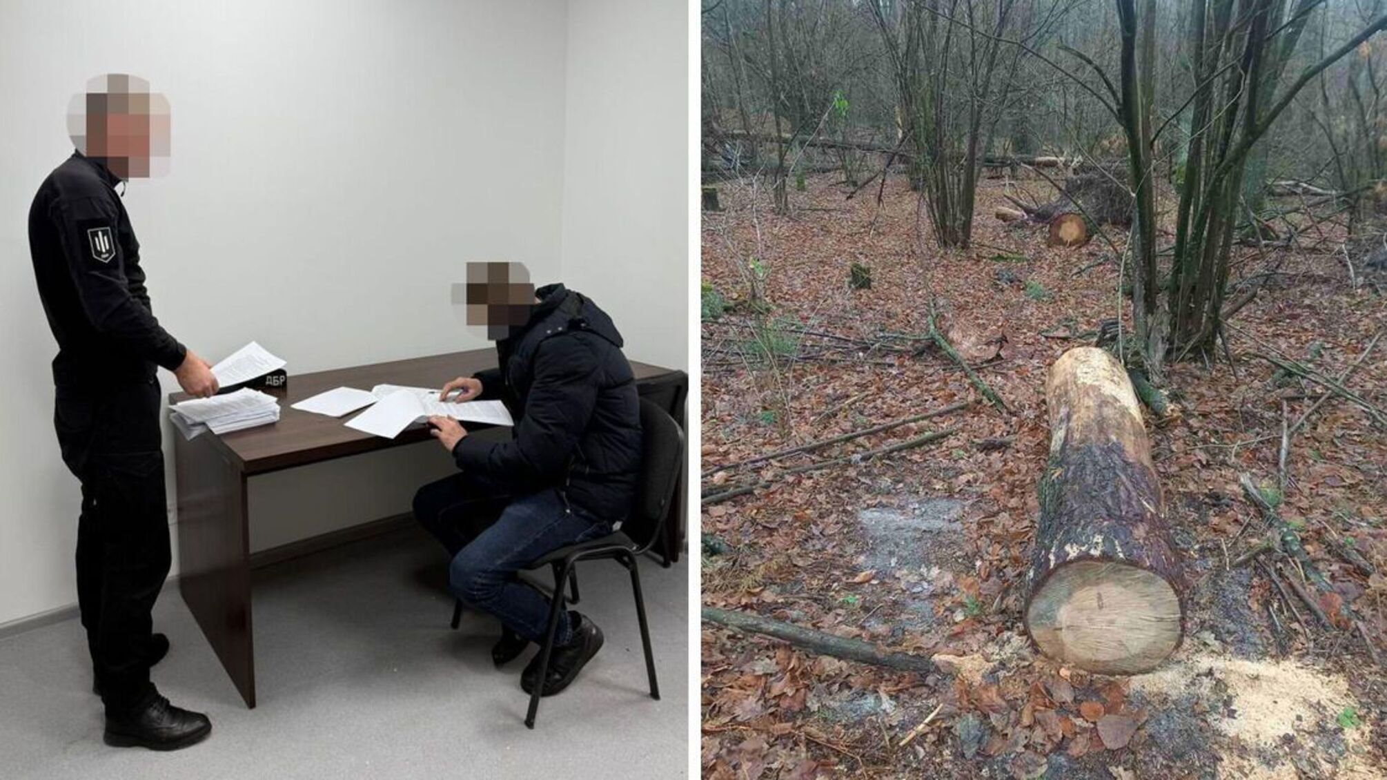 У 'Білоозерському' нацпарку зрубали 44 дерева: ДБР оголосило підозру трьом посадовцям