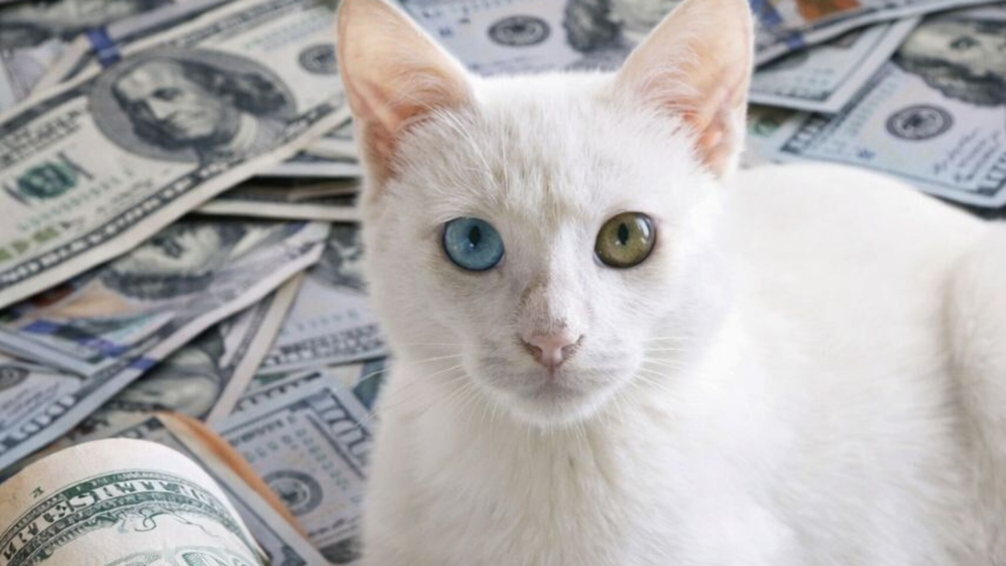 ТОП-6 элитных пород кошек: какие кошки считаются самыми дорогими в мире