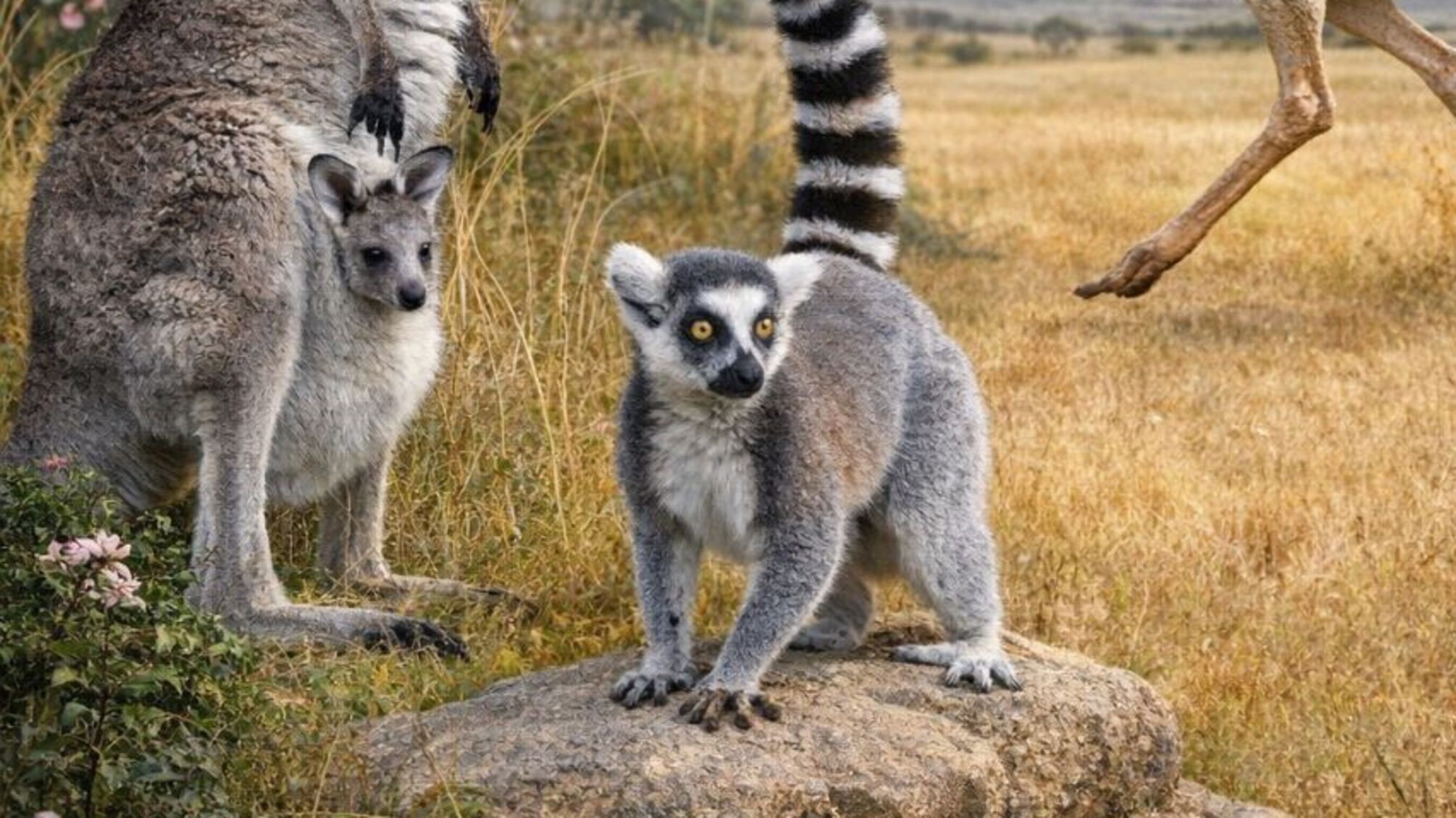 Мировые и украинские политики с экзотическими животными: от львов и тигров до зебр и страусов