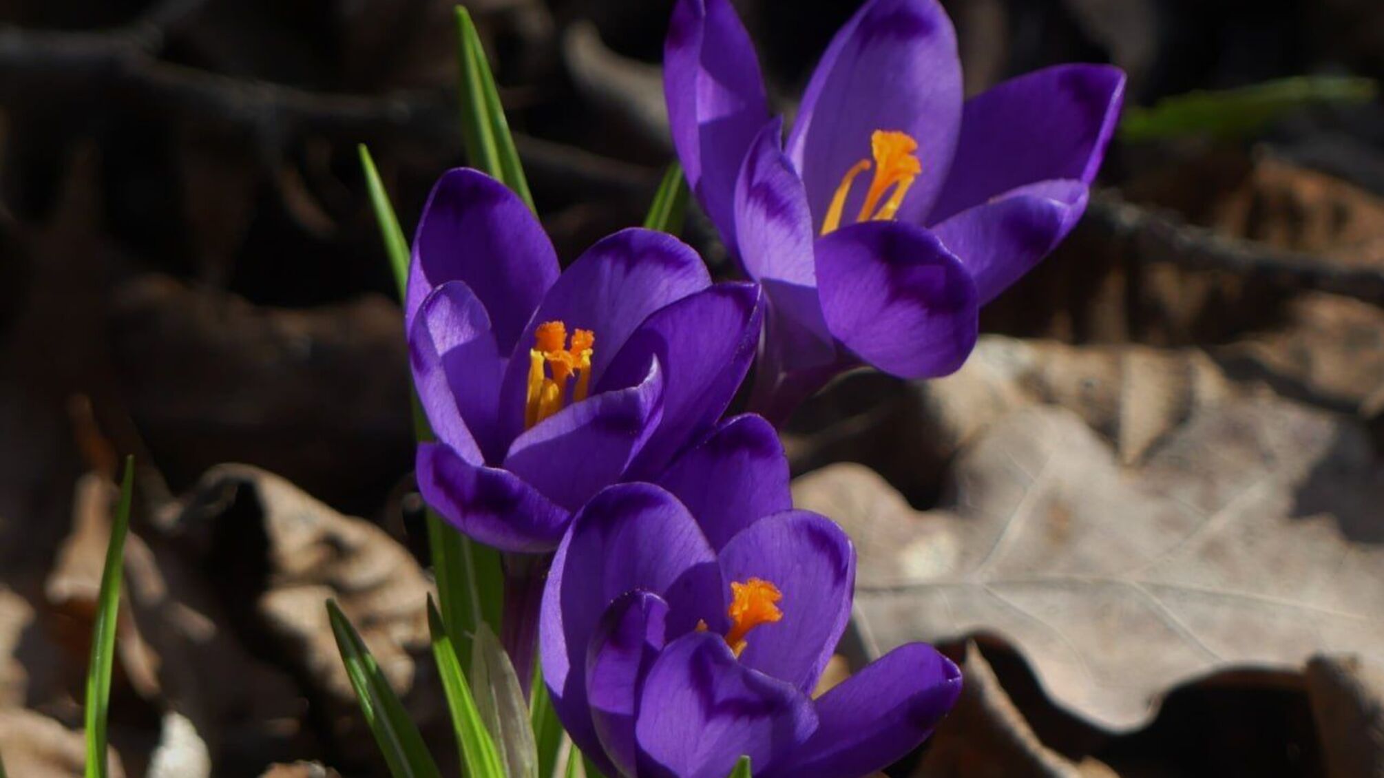 Пануватиме поле високого атмосферного тиску