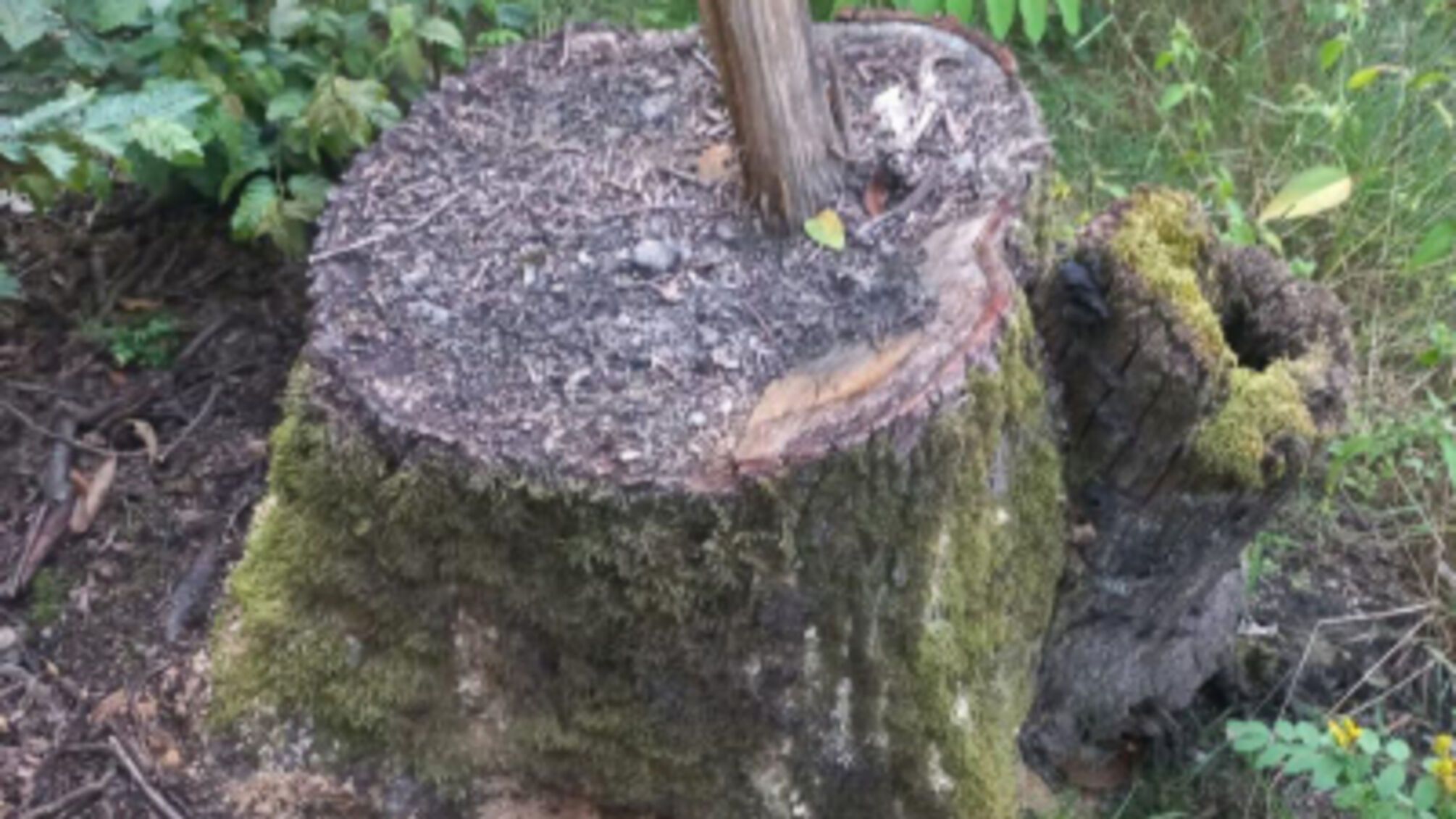 Мільйонні збитки від вирубки лісу: ДБР викрило три схеми