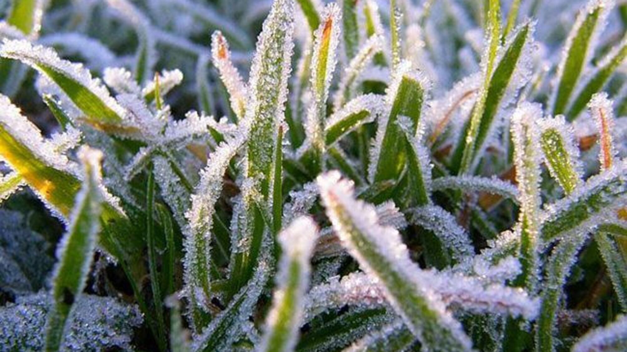 После ветра Украина накрыла похолодание с заморозками: где сегодня будет мокрый снег