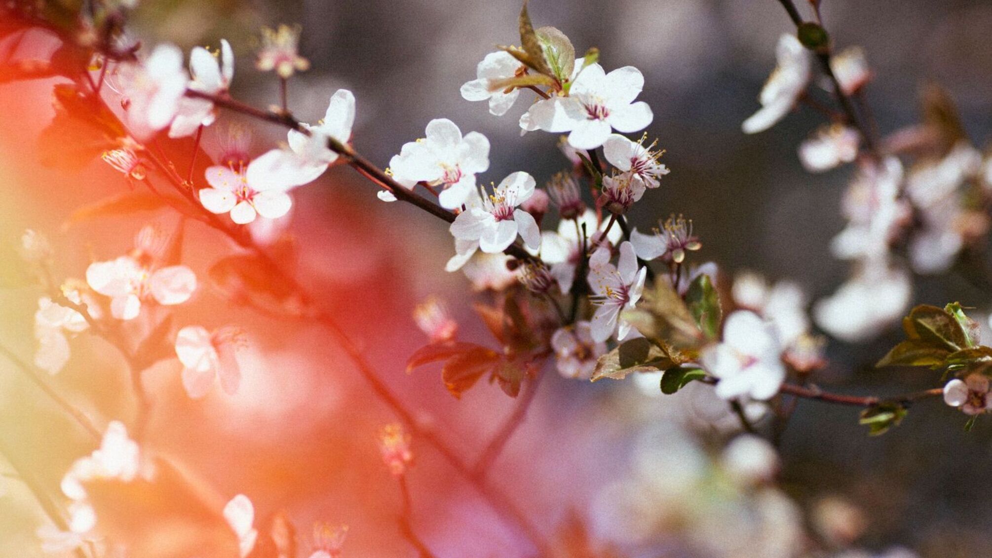 Календарь именин на 15 апреля: традиции и значение имен