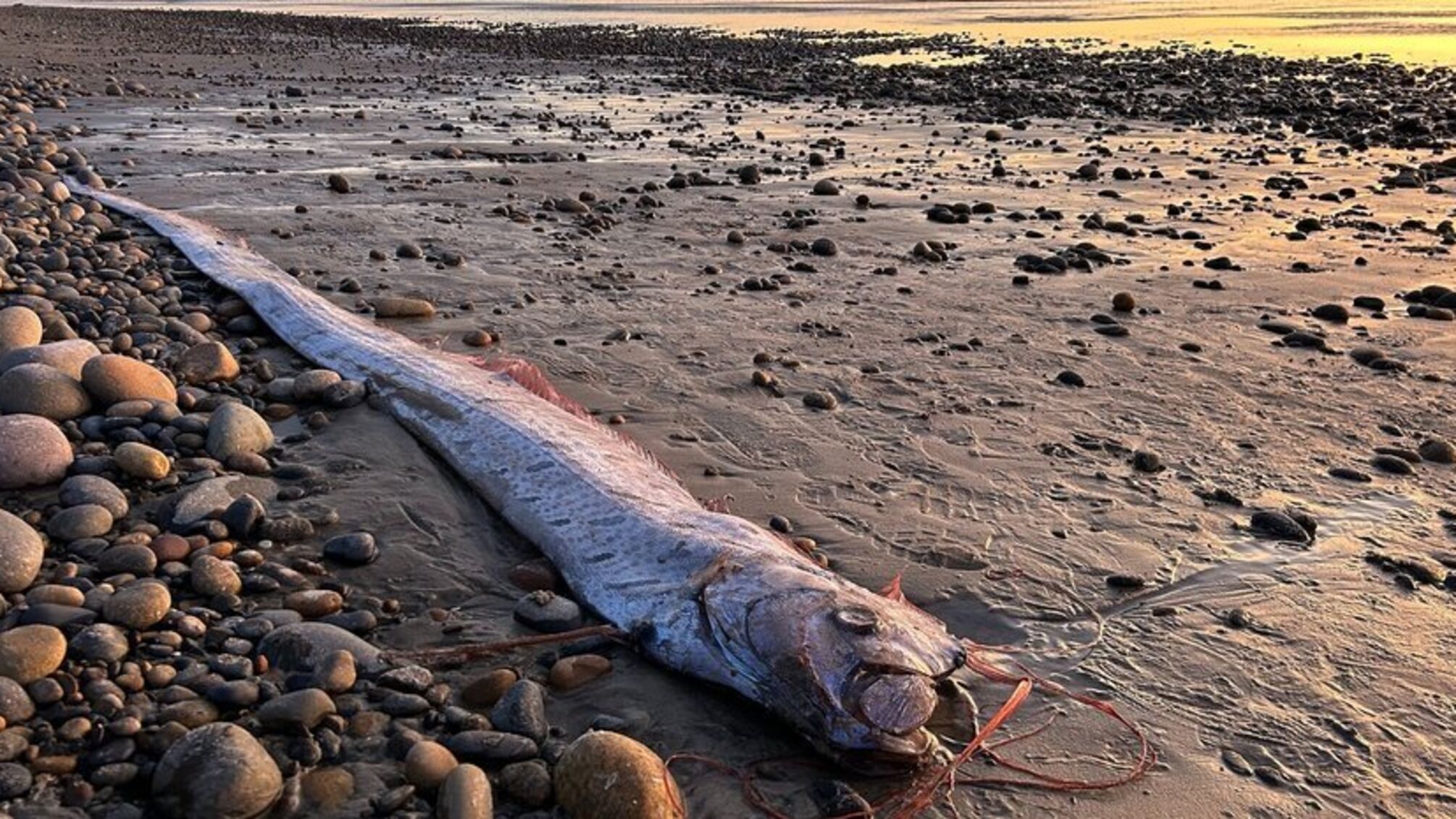 'Риба Судного дня' на пляжі: у Мексиці туристи побачили двох гігантських веслориб